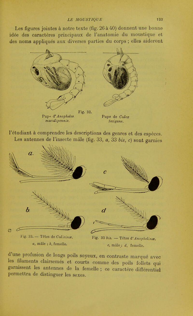 Les figures jointes à notre texte (fig. 26 à 40) donnent une bonne idée des caractères principaux de l'anatomie du moustique et des noms appliqués aux diverses parties du corps ; elles aideront Fig. 32. Pupi d'Anophèles Pupe de Culex maculipennis. fatigans. l'étudiant à comprendre les descriptions des genres et des espèces. Les antennes de l'insecte mâle (fig. 33, a, 33 bis, c) sont garnies Fig. 33. - Têtes de Culicinœ. Fig. 33 bis. — Têtes A'Anopheli, a, mâle ; b, femelle. c, mâle.; d, femelle. d'une profusion de longs poils soyeux, en contraste marqué avec les filaments clairsemés et courts comme des poils follets qui garnissent les antennes de la femelle ; ce caractère différentiel permettra de distinguer les sexes.