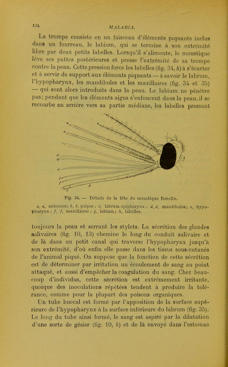 ^'^^ MALARIA. La trompe consiste en un faisceau d'éléments piquants inclus dans un fourreau, le labium, qui se termine à son extrémité libre par deux petits labelles. Lorsqu'il s'alimente, le moustique lève ses pattes postérieures et presse l'extrémité de sa trompe contre la peau. Cette pression force les labelles (fig. 34, A) à s'écarter et à servir de support aux éléments piquants — à savoir le labrum, l'hypopharynx, les mandibules et les maxillaires (fig. 34 et 35) — qui sont alors introduits dans la peau. Le labium ne pénètre pas; pendant que les éléments aigus s'enfoncent dans la peau, il se recourbe en arrière vers sa partie médiane, les labelles pressant Fig. 34.— Détails de la tête du moustique femelle. a, a, antennes; 6, 6, palpes ; c, labrum-épipharynx ; d, d, mandibules; e, hypo- ■pharynx ; /, /, maxillaires ; g, labium ; h, labelles. toujours la peau et serrant les stylets. La sécrétion des glandes aalivaires (fig. 10, 13) chemine le long du conduit salivaire et de là dans un petit canal qui traverse l'hypopharynx jusqu'à son extrémité, d'où enfin elle passe dans les tissus sous-cutanés de l'animal piqué. On suppose que la fonction de cette sécrétion est de déterminer par irritation un écoulement de sang au point attaqué, et aussi d'empêcher la coagulation du sang. Chez beau- coup d'individus, cette sécrétion est extrêmement irritante, quoique des inoculations répétées tendent à produire la tolé- rance, comme pour la plupart des poisons organiques. Un tube buccal est formé par l'apposition de la surface supé- rieure de l'hypopharynx à la surface inférieure du labrum (fig. 35). Le long du tube ainsi formé, le sang est aspiré par la dilatation d'une sorte de gésier (fig. 10, b) et de là envoyé dans l'estomac