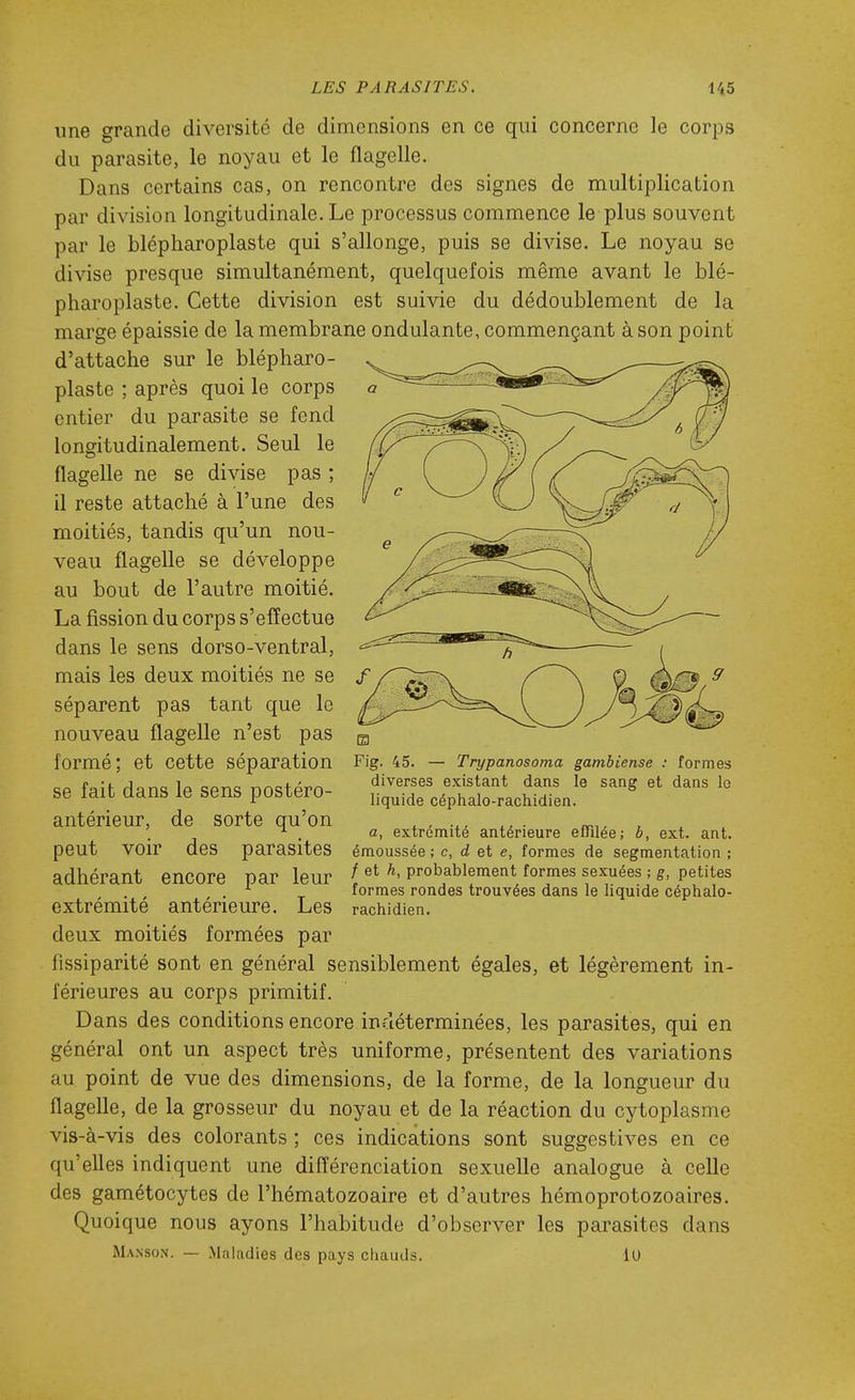 une grande diversité de dimensions en ce qui concerne le corps du parasite, le noyau et le flagelle. Dans certains cas, on rencontre des signes de multiplication par division longitudinale. Le processus commence le plus souvent par le blépharoplaste qui s'allonge, puis se divise. Le noyau se divise presque simultanément, quelquefois même avant le blé- pharoplaste. Cette division est suivie du dédoublement de la marge épaissie de la membrane ondulante, commençant à son point d'attache sur le blépharo- plaste ; après quoi le corps entier du parasite se fend longitudinalement. Seul le flagelle ne se divise pas ; il reste attaché à l'une des moitiés, tandis qu'un nou- veau flagelle se développe au bout de l'autre moitié. La fission du corps s'effectue dans le sens dorso-ventral, mais les deux moitiés ne se séparent pas tant que le nouveau flagelle n'est pas formé; et cette séparation se fait dans le sens postéro- antérieur, de sorte qu'on peut voir des parasites adhérant encore par leur extrémité antérieure. Les deux moitiés formées par fissiparité sont en général sensiblement égales, et légèrement in- férieures au corps primitif. Dans des conditions encore indéterminées, les parasites, qui en général ont un aspect très uniforme, présentent des variations au point de vue des dimensions, de la forme, de la longueur du flagelle, de la grosseur du noyau et de la réaction du cytoplasme vis-à-vis des colorants ; ces indications sont suggestives en ce qu'elles indiquent une différenciation sexuelle analogue à celle des gamétocytes de l'hématozoaire et d'autres hémoprotozoaires. Quoique nous ayons l'habitude d'observer les parasites dans Ma.nson. — Maladies des pays chauds. lO m Fig. 45. — Trypanosoma gambiense : formes diverses existant dans le sang et dans le liquide céphalo-rachidien. a, extrémité antérieure effilée; ô, ext. ant. émoussée ; c, d et e, formes de segmentation ; / et h, probablement formes sexuées ; g, petites formes rondes trouvées dans le liquide céphalo- rachidien.