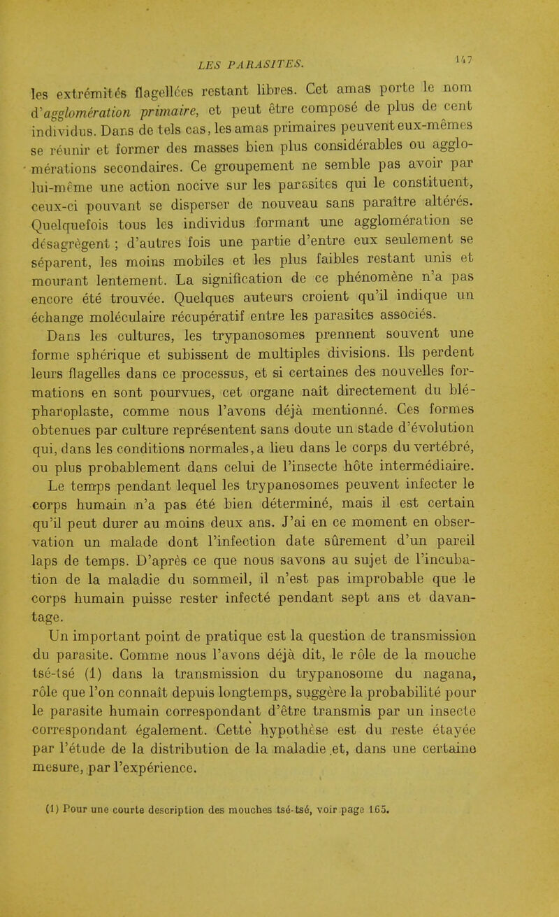 les extrémités flagellées restant libres. Cet amas porte le nom ^'agglomération primaire, et peut être composé de plus de cent individus. Dans de tels cas, les amas primaires peuvent eux-mêmes se réunir et former des masses bien plus considérables ou agglo- mérations secondaires. Ce groupement ne semble pas avoir par lui-même une action nocive sur les parasites qui le constituent, ceux-ci pouvant se disperser de nouveau sans paraître altérés. Quelquefois tous les individus formant une agglomération se désagrègent ; d'autres fois une partie d'entre eux seulement se séparent, les moins mobiles et les plus faibles restant unis et mourant lentement. La signification de ce phénomène n'a pas encore été trouvée. Quelques auteurs croient qu'il indique un échange moléculaire récupératif entre les parasites associés. Dans les cultures, les trypanosomes prennent souvent une forme sphérique et subissent de multiples divisions. Ils perdent leurs flagelles dans ce processus, et si certaines des nouvelles for- mations en sont pourvues, cet organe naît directement du blé- pharoplaste, comme nous l'avons déjà mentionné. Ces formes obtenues par culture représentent sans doute un stade d'évolution qui, dans les conditions normales, a lieu dans le corps du vertébré, ou plus probablement dans celui de l'insecte hôte intermédiaire. Le temps pendant lequel les trypanosomes peuvent infecter le corps humain n'a pas été bien déterminé, mais il est certain qu'il peut durer au moins deux ans. J'ai en ce moment en obser- vation un malade dont l'infection date sûrement d'un pareil laps de temps. D'après ce que nous savons au sujet de l'incuba- tion de la maladie du sommeil, il n'est pas improbable que le corps humain puisse rester infecté pendant sept ans et davan- tage. Un important point de pratique est la question de transmission du parasite. Comme nous l'avons déjà dit, le rôle de la mouche tsé-tsé (1) dans la transmission du trypanosome du nagana, rôle que l'on connaît depuis longtemps, suggère la probabilité pour le parasite humain correspondant d'être transmis par un insecte correspondant également. Cette hypothèse est du reste étayée par l'étude de la distribution de la maladie et, dans une certaine mesure, par l'expérience.