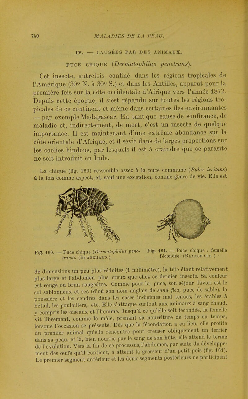 IV. — CAUSEES PAR DES ANIMAUX. PUCE CHIQUE {Dermatophilus penetrans). Cet insecte, autrefois confiné dans les régions tropicales de l'Amérique (30° N. à 30° S.) et dans les Antilles, apparut pour la première fois sur la côte occidentale d'Afrique vers l'année 1872. Depuis cette époque, il s'est répandu sur toutes les régions tro- picales de ce continent et même dans certaines îles environnantes — par exemple Madagascar. En tant que cause de souffrance, de maladie et, indirectement, de mort, c'est un insecte de quelque importance. Il est maintenant d'une extrême abondance sur la côte orientale d'Afrique, et il sévit dans de larges proportions sur les coolies hindous, par lesquels il est à craindre que ce parasite ne soit introduit en Inde. La chique (flg. 160) ressemble assez à la puce commune [Pulex irritans) à la fois comme aspect, et, sauf une exception, comme g)3nre de vie. Elle est Fifl 160 —Puce chique {Dermatophilus pene- Fig. 161. — Puce chique : femelle trans). (Blancuard.) fécondée. (Blanchard.) de dimensions un peu plus réduites (1 millimètre), la tête étant relativement plus large et l'abdomen plus creux que chez ce dernier insecte. Sa couleur est rouge ou brun rougeâtre. Comme pour la puce, son séjour favori est le sol sablonneux et sec (d'où son nom anglais de sand flea, puce de sable), la poussière et les cendres dans les cases indigènes mal tenues, les étables à bétail, les poulaillers, etc. Elle s'attaque surtout aux animaux à sang chaud, y compris les oiseaux et l'homme. Jusqu'à ce qu'elle soit fécondée, la femelle vit librement, comme le mâle, prenant sa nourriture de temps en temps, lorsque l'occasion se présente. Dès que la fécondation a eu heu, eUe profite du premier animal qu'elle rencontre pour creuser obliquement un terrier dans sa peau, et là, bien nourrie par le sang de son hôte, elle attend le terme de l'ovulation. Vers la fin de ce processus, l'abdomen, par smte du développe- ment des œufs qu'il contient, a atteint la grosseur d'un petit pois (fig. 161). Le premier segment antérieur et les deux segments postérieurs ne parlic.pent