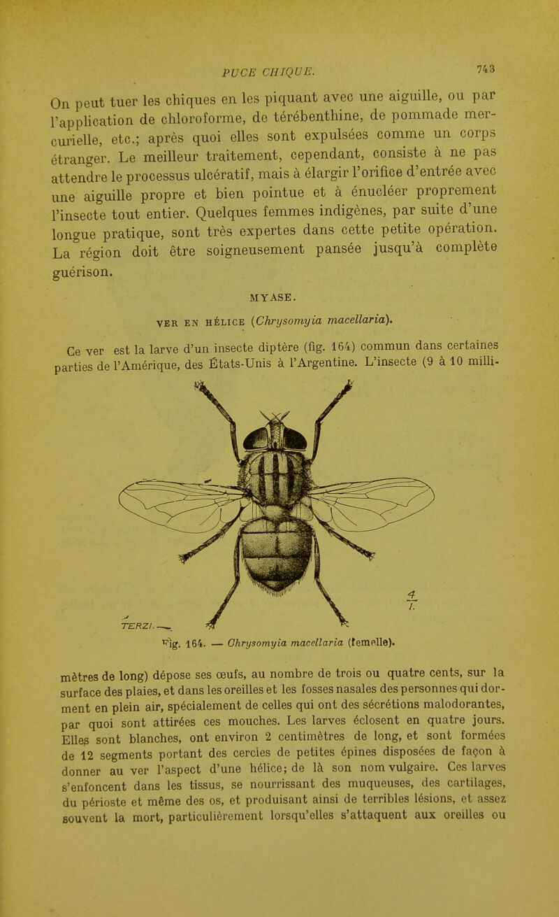 On peut tuer les chiques en les piquant avec une aiguille, ou par l'application de chloroforme, de térébenthine, de pommade mer- curielle, etc.; après quoi elles sont expulsées comme un corps étranger. Le meilleur traitement, cependant, consiste à ne pas attendre le processus ulcératif, mais à élargir l'orifice d'entrée avec une aiguille propre et bien pointue et à énucléer proprement l'insecte tout entier. Quelques femmes indigènes, par suite d'une longue pratique, sont très expertes dans cette petite opération. La région doit être soigneusement pansée jusqu'à complète guérison. MYASE. VER EN HÉLICE {Chrysomyia macellaria). Ce ver est la larve d'un insecte diptère (fig. 164) commun dans certaines parties de l'Amérique, des États-Unis à l'Argentine. L'insecte (9 à 10 milli- ^ig. 164. — Chrysomyia macellaria (teraelle). mètres de long) dépose ses œufs, au nombre de trois ou quatre cents, sur la surface des plaies, et dans les oreilles et les fosses nasales des personnes qui dor- ment en plein air, spécialement de celles qui ont des sécrétions malodorantes, par quoi sont attirées ces mouches. Les larves éclosent en quatre jours. Elles sont blanches, ont environ 2 centimètres de long, et sont formées de 12 segments portant des cercles de petites épines disposées de façon à donner au ver l'aspect d'une hélice; de là son nom vulgaire. Ces larves s'enfoncent dans les tissus, se nourrissant des muqueuses, des cartilages, du périoste et même des os, et produisant ainsi de terribles lésions, et assez souvent la mort, particulièrement lorsqu'elles s'attaquent aux oreilles ou