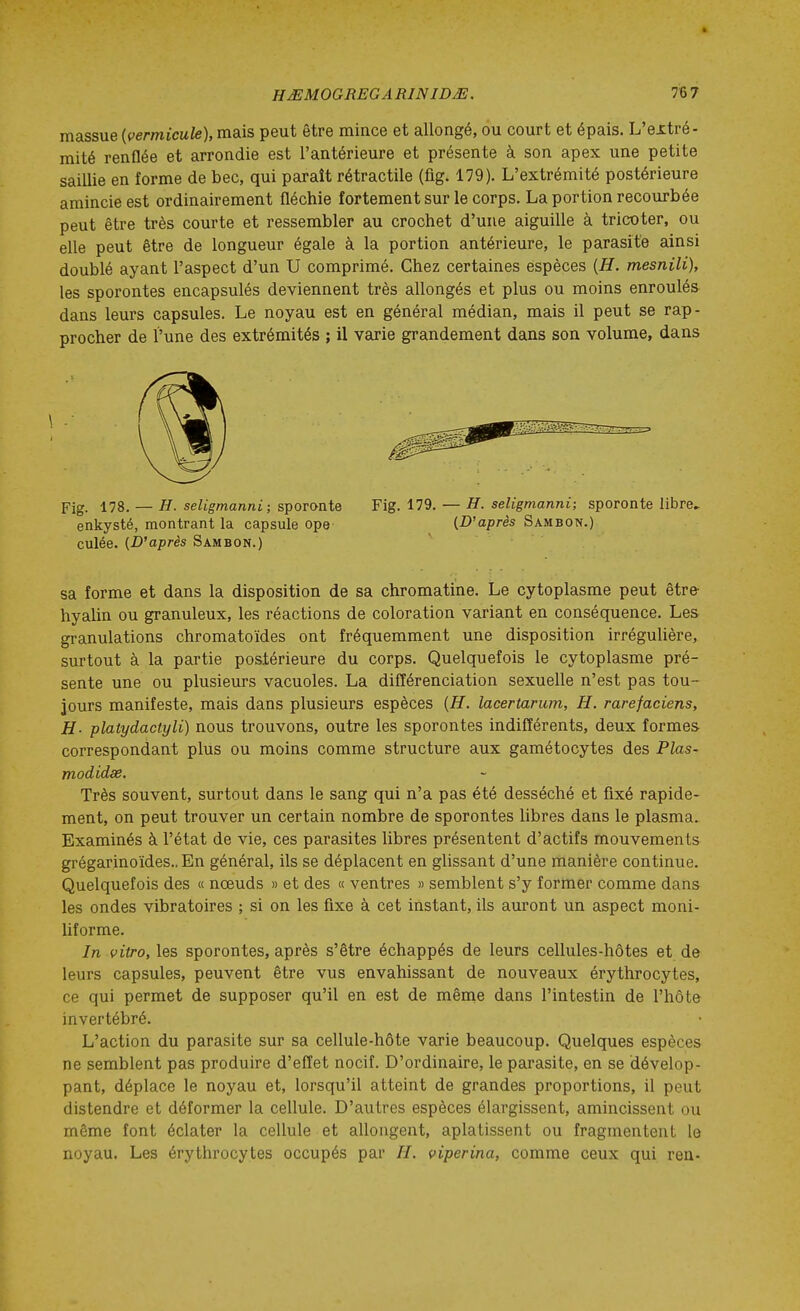 HMMOGREG A RINIDJE. massue {cermicule), mais peut être mince et allongé, ou court et épais. L'extré- mité renflée et arrondie est l'antérieure et présente à son apex une petite saillie en forme de bec, qui paraît rétractile (fig. 179). L'extrémité postérieure amincie est ordinairement fléchie fortement sur le corps. La portion recourbée peut être très courte et ressembler au crochet d'une aiguille à tricoter, ou elle peut être de longueur égale à la portion antérieure, le parasite ainsi doublé ayant l'aspect d'un U comprimé. Chez certaines espèces (H. mesnili), les sporontes encapsulés deviennent très allongés et plus ou moins enroulés dans leurs capsules. Le noyau est en général médian, mais il peut se rap- procher de l'une des extrémités ; il varie grandement dans son volume, dans Fig. 178. — H. seligmanni; sçoTOniQ Fig. 179. — H. seligmanni; sporonte libre» enkysté, montrant la capsule ope {D'après Sambon.) culée. {D'après Sambon.) sa forme et dans la disposition de sa chromatine. Le cytoplasme peut être hyalin ou granuleux, les réactions de coloration variant en conséquence. Les granulations chromatoïdes ont fréquemment une disposition irrégulière, surtout à la partie postérieure du corps. Quelquefois le cytoplasme pré- sente une ou plusieurs vacuoles. La différenciation sexuelle n'est pas tou- jours manifeste, mais dans plusieurs espèces {H. lacertarum, H. rarefaciens, H- platydactyli) nous trouvons, outre les sporontes indifférents, deux formes correspondant plus ou moins comme structure aux gamétocytes des Plas- modidse. Très souvent, surtout dans le sang qui n'a pas été desséché et fixé rapide- ment, on peut trouver un certain nombre de sporontes libres dans le plasma. Examinés à l'état de vie, ces parasites libres présentent d'actifs mouvements grégarinoïdes., En général, ils se déplacent en glissant d'une manière continue. Quelquefois des « noeuds » et des « ventres » semblent s'y former comme dans les ondes vibratoires ; si on les fixe à cet instant, ils auront un aspect moni- Uforme. In vitro, les sporontes, après s'être échappés de leurs cellules-hôtes et de leurs capsules, peuvent être vus envahissant de nouveaux érythrocytes, ce qui permet de supposer qu'il en est de même dans l'intestin de l'hôte invertébré. L'action du parasite sur sa cellule-hôte varie beaucoup. Quelques espèces ne semblent pas produire d'effet nocif. D'ordinaire, le parasite, en se dévelop- pant, déplace le noyau et, lorsqu'il atteint de grandes proportions, il peut distendre et déformer la cellule. D'autres espèces élargissent, amincissent ou même font éclater la cellule et allongent, aplatissent ou fragmentent lo noyau. Les érythrocytes occupés par //. viperina, comme ceux qui ren-