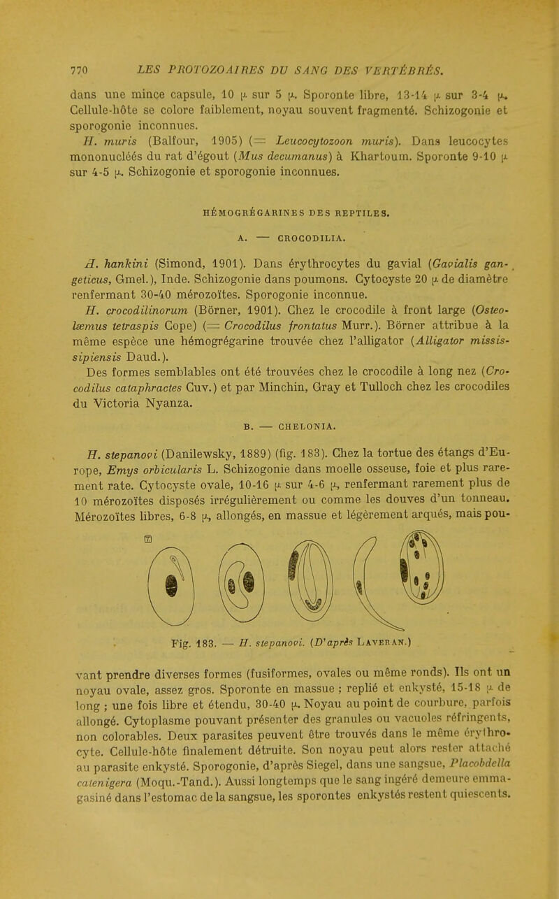 dans une minçe capsule, 10 [j. sur 5 [x. Sporonte libre, 13-14 |j. sur 3-4 [a. Cellule-hôte se colore faiblement, noyau souvent fragmenté. Schizogonie et sporogonie inconnues. H. mûris (Balfour, 1905) (= Leucocytozoon mûris). Dans leucocytes mononucléés du rat d'égout {Mus decumanus) à Khartoum. Sporonte 9-10 |x sur 4-5 [j-. Schizogonie et sporogonie inconnues. HÉMOGRÉGARINES DES REPTILES. A. — CROCODILIA. H. hankini (Simond, 1901). Dans érythrocytes du gavial {Gavialis gan- ^ geticus, Gmel.), Inde. Schizogonie dans poumons. Gytocyste 20 .u. de diamètre renfermant 30-40 mérozoïtes. Sporogonie inconnue. H. çrocodilinorum (Borner, 1901). Chez le crocodile à front large {Osteo- Isemus ietraspis Cope) (= Crocodilus frontatus Murr.). Borner attribue à la même espèce une hémogrégarine trouvée chez l'aUigator {Alligator missis- sipiensis Daud.). Des formes semblables ont été trouvées chez le crocodile à long nez (Cro- codilus cataphraetes Cuv.) et par Minchin, Gray et Tulloch chez les crocodiles du Victoria Nyanza. B. CHET.ONIA. H. stepanovi (Danilewsky, 1889) (fig. 183). Chez la tortue des étangs d'Eu- rope, Emys orbicularis L. Schizogonie dans moelle osseuse, foie et plus rare- ment rate. Cytocyste ovale, 10-16 p. sur 4-6 [i., renfermant rarement plus de 10 mérozoïtes disposés irrégulièrement ou comme les douves d'un tonneau. Mérozoïtes libres, 6-8 a, allongés, en massue et légèrement arqués, maispou- Fig. 183. — H. stepanovi. {D'après Laveran.) vaut prendre diverses formes (fusiformes, ovales ou même ronds). Ils ont un noyau ovale, assez gros. Sporonte en massue ; replié et enkysté, 15-18 jj. de long ; une fois libre et étendu, 30-40 [>.. Noyau au point de courbure, parfois allongé. Cytoplasme pouvant présenter des granules ou vacuoles réfringents, non colorables. Deux parasites peuvent être trouvés dans le même érylhro- cyte. Cellule-hôte finalement détruite. Son noyau peut alors rester attaché au parasite enkysté. Sporogonie, d'après Siegel, dans une sangsue, PlacobdeUa caienigera (Moqu.-Tand.). Aussi longtemps que le sang ingéré demeure emma- gasiné dans l'estomac de la sangsue, les sporontes enkystés restent quicscents.