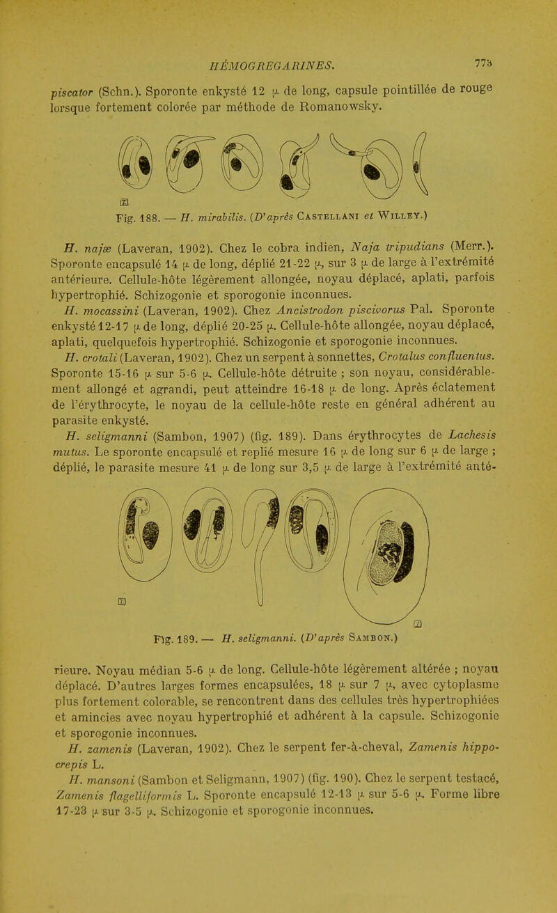 piscator (Schn.). Sporonte enkysté 12 [j. de long, capsule pointillée de rouge lorsque fortement colorée par méthode de Romanowsky. Fig. 188. — H. mirabilis. (D'après Castellani et Willey.) H. najse (Laveran, 1902). Chez le cobra indien, Naja tripudians (Merr.)- Sporonte encapsulé 14 [j. de long, déplié 21-22 [x, sur 3 [x de large à l'extrémité antérieure. Cellule-hôte légèrement allongée, noyau déplacé, aplati, parfois hypertrophié. Schizogonie et sporogonie inconnues. H. mocassini (Laveran, 1902). Chez Ancistrodon piscivorus Pal. Sporonte enkysté 12-17 [j-de long, déplié 20-25 [j.. Cellule-hôte allongée, noyau déplacé, aplati, quelquefois hypertrophié. Schizogonie et sporogonie inconnues. H. crotali (Laveran, 1902). Chez un serpent à sonnettes, Crotalus confluentus. Sporonte 15-16 [i. sur 5-6 ijl. Cellule-hôte détruite ; son noyau, considérable- ment allongé et agrandi, peut atteindre 16-18 [j- de long. Après éclatement de l'érythrocyte, le noyau de la cellule-hôte reste en général adhérent au parasite enkysté. H. seligmanni (Sambon, 1907) (fig. 189). Dans érythrocytes de Lachesis mutus. Le sporonte encapsulé et repUé mesure 16 de long sur 6 p- de large ; déphé, le parasite mesure 41 [j. de long sur 3,5 [>■ de large à l'extrémité anté- Flg. 189. — H. seligmanni. {D'après Sambon.) rieure. Noyau médian 5-6 a de long. Cellule-hôte légèrement altérée ; noyau déplacé. D'autres larges formes encapsulées, 18 [x sur 7 \x, avec cytoplasme plus fortement colorable, se rencontrent dans des cellules très hypertrophiées et amincies avec noyau hypertrophié et adhérent à la capsule. Schizogonie et sporogonie inconnues. H. zamenis (Laveran, 1902). Chez le serpent fer-à-cheval, Zamenis hippo- crepis L. H. mansoni (Sambon et Seligmann, 1907) (fig. 190). Chez le serpent testacé, Zamenis flagelliformis L. Sporonte encapsulé 12-13 [j. sur 5-6 [>.. Forme libre 17-23 ;j. sur 3-5 [j.. Schizogonie et sporogonie inconnues.