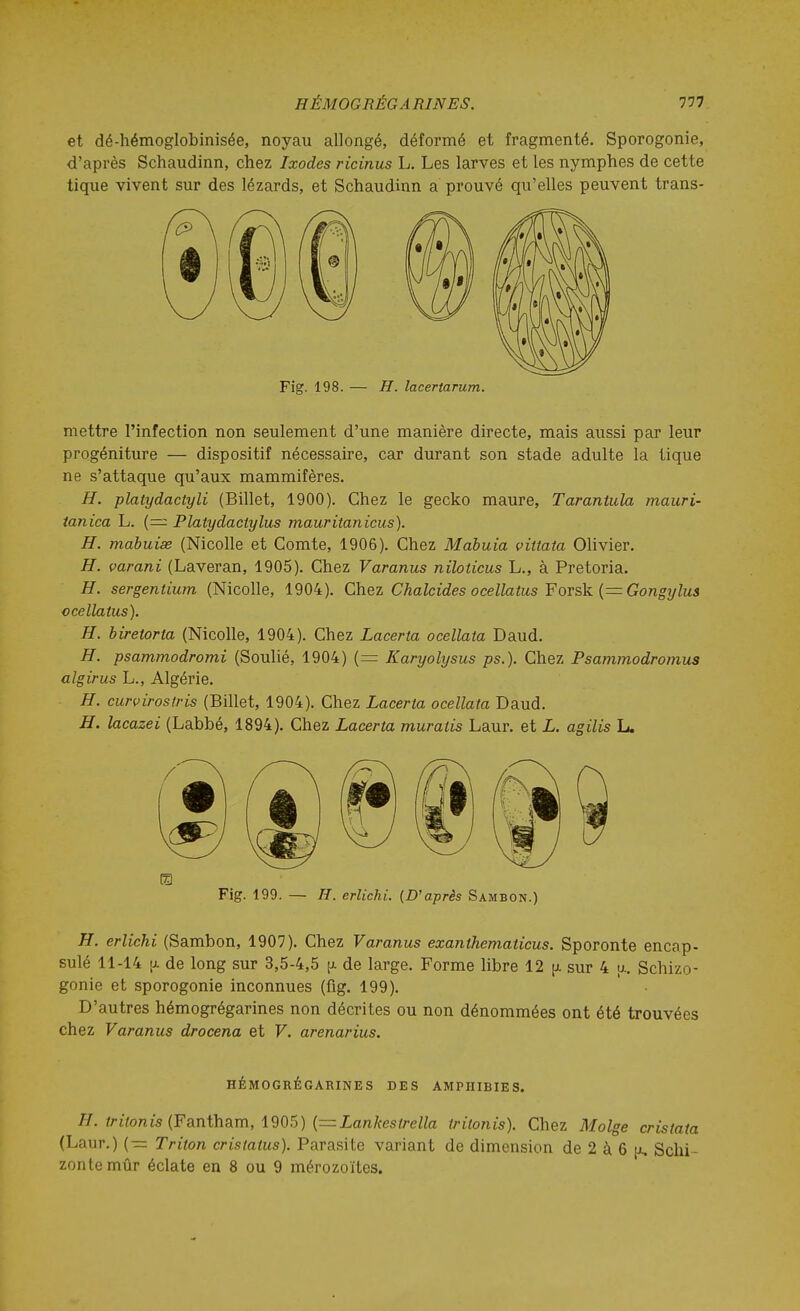 et dé-hémoglobinisée, noyau allongé, déformé et fragmenté. Sporogonie, d'après Schaudinn, chez Ixodes ricinus L. Les larves et les nymphes de cette tique vivent sur des lézards, et Schaudinn a prouvé qu'elles peuvent trans- Fig. 198. — H. lacertarum. mettre l'infection non seulement d'une manière directe, mais aussi par leur progéniture — dispositif nécessaire, car durant son stade adulte la tique ne s'attaque qu'aux mammifères. H. platydactyli (Billet, 1900). Chez le gecko maure, Tarantula mauri- tanica L. {—Platydaclylus mauritanicus). H. mabuise (NicoUe et Comte, 1906). Chez Mabuia vittata Olivier. H. varani (Laveran, 1905). Chez Varanus niloticus L., à Pretoria. H. sergentium (NicoUe, 1904). Chez Chalcides ocellatus FOTsk (=Gongylus ocellaius). H. biretorta (Nicolle, 1904). Chez Lacerta ocellata Daud. H. psammodromi (Soulié, 1904) (= Karyolysus ps.). Chez Psammodromus algirus L., Algérie. H. curvirostris (Billet, 1904). Chez Lacerta ocellata Daud. H. lacazei (Labbé, 1894). Chez Lacerta muratis Laur. et L. agilis L. m Fig. 199. — H. erlichi. (D'après Sambon.) H. erlichi (Sambon, 1907). Chez Varanus exanthematicus. Sporonte encap- sulé 11-14 [j. de long sur 3,5-4,5 [l de large. Forme libre 12 [i sur 4 a. Schizo- gonie et sporogonie inconnues (fig. 199). D'autres hémogrégarines non décrites ou non dénommées ont été trouvées chez Varanus drocena et V. arenarius. HÉMOGRÉGARINES DES AMPHIBIES. H. triionis {Fantinam, 1905) {=Lankestrella tritonis). Chez Molge cristata (Laur.) {— Triton cristatus). Parasite variant de dimension de 2 à 6 [ji, Schi- zontemûr éclate en 8 ou 9 mérozoïtes.