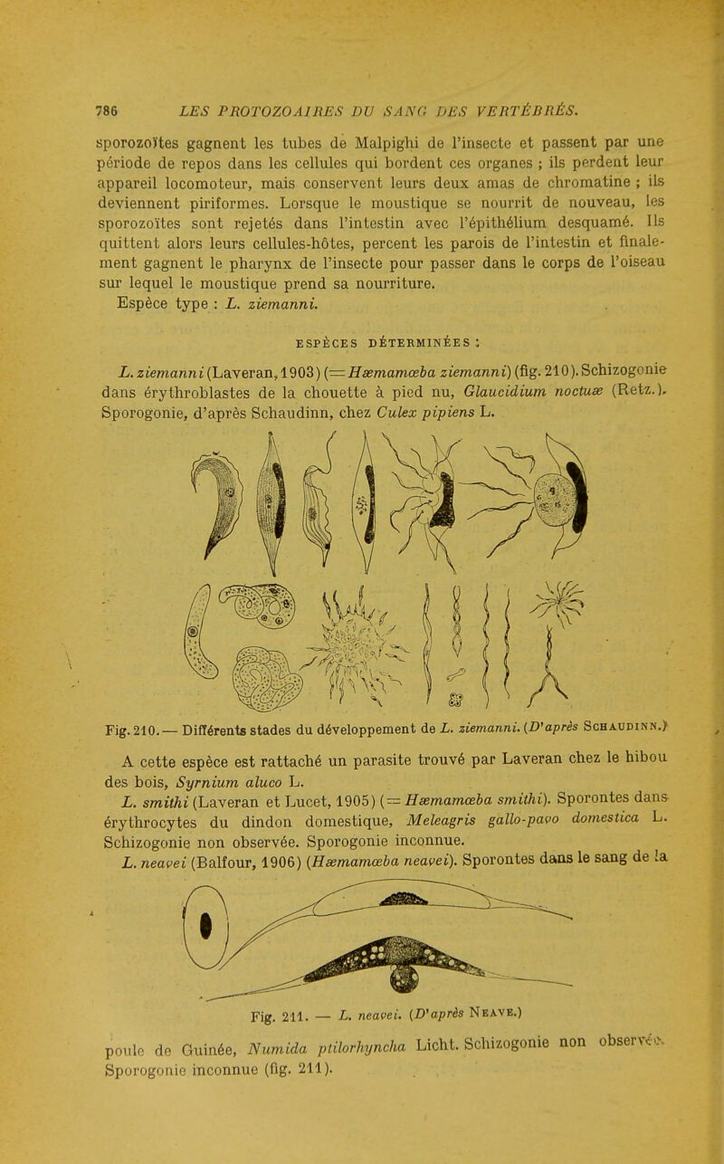 sporozoïtes gagnent les tubes de Malpighi de l'insecte et passent par une période de repos dans les cellules qui bordent ces organes ; ils perdent leur appareil locomoteur, mais conservent leurs deux amas de chromatine ; ils deviennent piriformes. Lorsque le moustique se nourrit de nouveau, les sporozoïtes sont rejetés dans l'intestin avec l'épithélium desquamé. Ils quittent alors leurs cellules-hôtes, percent les parois de l'intestin et finale- ment gagnent le pharynx de l'insecte pour passer dans le corps de l'oiseau sur lequel le moustique prend sa nourriture. Espèce type : L. ziemanni. ESPÈCES DÉTERMINÉES : L. ziemann i(Laveran, 1903) {—Hsemamœba ziemanni) (fig. 210). Schizogonie dans érythroblastes de la chouette à pied nu, Glaucidium noctuse (Ret^.). Sporogonie, d'après Schaudinn, chez Culex pipiens L. Fig. 210. — Différents stades du développement de L. ziemanni. {D'après Schaudinn.> A cette espèce est rattaché un parasite trouvé par Laveran chez le hibou des bois, Syrnium aluco L. L. smithi (Laveran et Lucet, 1905) (- Hsemamœba smithi). Sporontes dans érythrocytes du dindon domestique, Meleagris gallo-pavo domestica L. Schizogonie non observée. Sporogonie inconnue. L. neavei (Balfour, 1906) {Hsemamœba neavei). Sporontes daas le sang de la Fig. 211. — L. neavei. (D'après Neave.) poulo de Guinée, Numida ptilorhyncha Licht. Schizogonie non observé. Sporogonie inconnue (fig. 211).