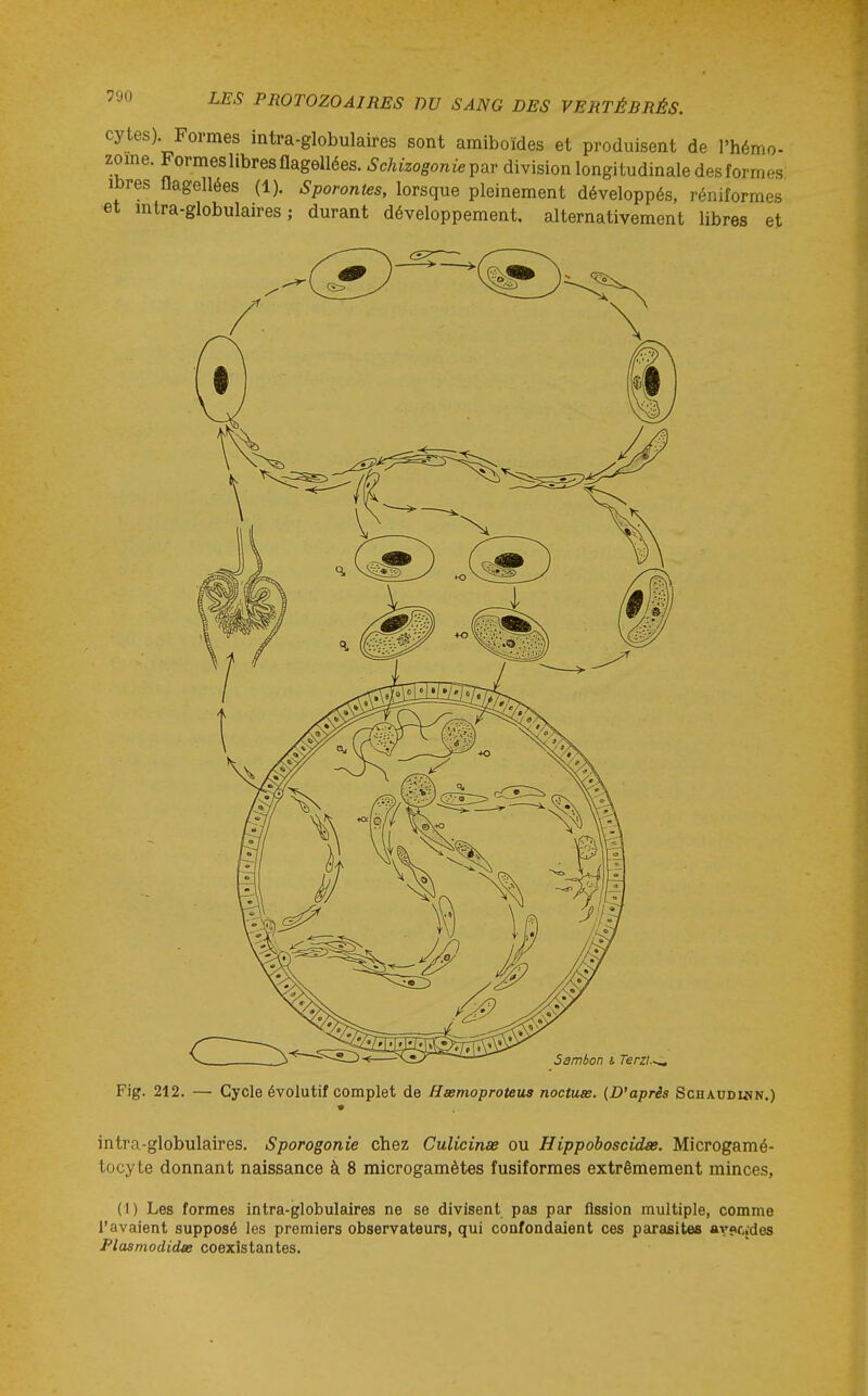 cytes). Formes mtra-globulaires sont amiboïdes et produisent de l'hémo- zoine. Formeslibresflag6llées.^cAizo,o«i;epardivisionlongitudinaledesformes. ibres flagellées (1). Sporontes, lorsque pleinement développés, r/^niformes et mtra-globulaires; durant développement, alternativement libres et Sambon s. Terzi.~ Fig. 212. — Cycle évolutif complet de Hsemoproteus noctuee. (Diaprés ScHAODmN.) intra-globulaires. Sporogonie chez Culicinœ ou Hippoboscidœ. Microgamé- tocyte donnant naissance à 8 microgamètes fusiformes extrêmement minces, (1) Les formes intra-globulaires ne se divisent pas par fission multiple, comme l'avaient supposé les premiers observateurs, qui confondaient ces parasites avpc.des Plasniodidœ coexistantes.