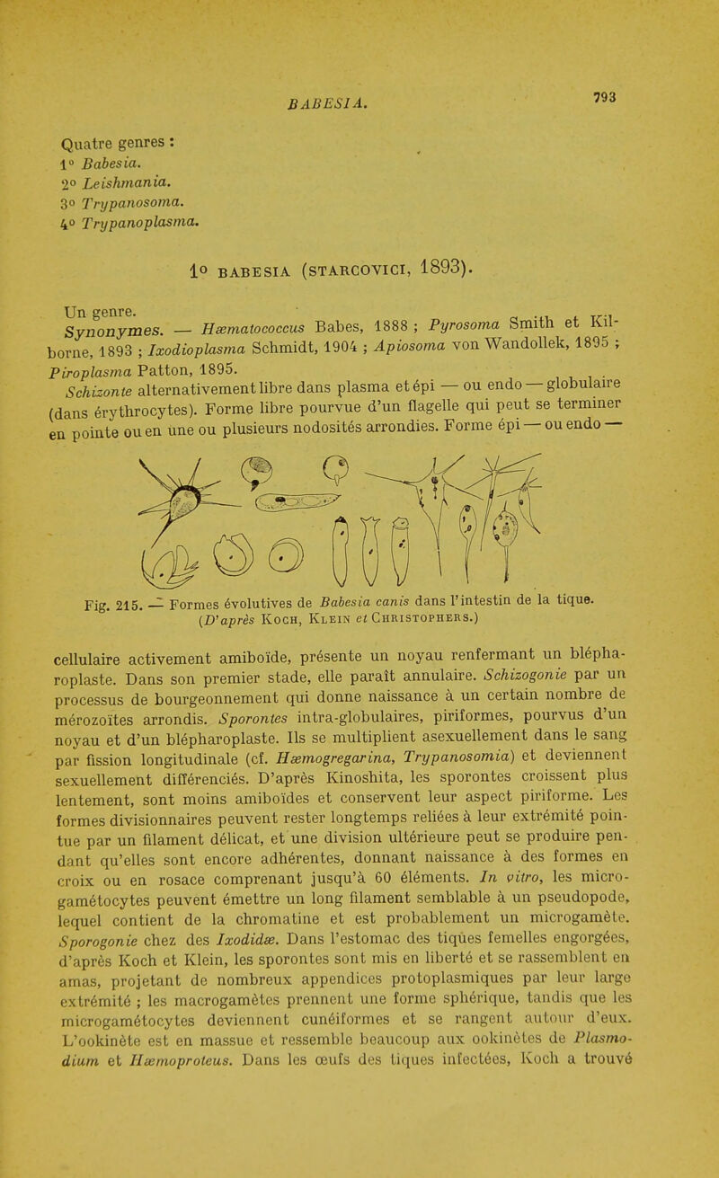 BABESIA. Quatre genres : 1° Babesia. 2° Leishmania. 3° Trypanosoma. 40 Trypanoplasma. lo BABESIA (STARCOVICI, 1893). Un genre. « -xu 4. t^-i Synonymes. — Heematococeus Babes, 1888 ; Pyrosoma Smith et KU- borne, 1893 ; Ixodioplasma Schmidt, 1904 ; Apiosoma von Wandollek, 1895 ; Piroplasma Patton, 1895. , , , • Schizonte alternativement libre dans plasma et épi — ou endo — globulaire (dans érythrocytes). Forme libre pourvue d'un flagelle qui peut se terminer en pointe ou en une ou plusieurs nodosités arrondies. Forme épi —ou endo — Fig. 215. — Formes évolutives de Babesia canis dans l'intestin de la tique. (D'après Koch, Klein ei Christophers.) cellulaire activement amiboïde, présente un noyau renfermant un blépha- roplaste. Dans son premier stade, elle paraît annulaire. Schizogonie par un processus de bourgeonnement qui donne naissance à un certain nombre de mérozoïtes arrondis. Sporontes intra-globulaires, piriformes, pourvus d'un noyau et d'un blépharoplaste. Ils se multiplient asexuellement dans le sang par fission longitudinale (cf. Hsemogregarina, Trypanosomia) et deviennent sexuellement différenciés. D'après Kinoshita, les sporontes croissent plus lentement, sont moins amiboïdes et conservent leur aspect piriforme. Les formes divisionnaires peuvent rester longtemps reliées à leur extrémité poin- tue par un filament délicat, et une division ultérieure peut se produire pen- dant qu'elles sont encore adhérentes, donnant naissance à des formes en croix ou en rosace comprenant jusqu'à 60 éléments. In vitro, les micro- gamétocytes peuvent émettre un long filament semblable à un pseudopode, lequel contient de la chromatine et est probablement un microgamète. Sporogonie chez des Ixodidse. Dans l'estomac des tiques femelles engorgées, d'après Koch et Klein, les sporontes sont mis en liberté et se rassemblent en amas, projetant de nombreux appendices protoplasmiques par leur large extrémité ; les macrogamètes prennent une forme sphérique, tandis que les microgamétocytes deviennent cunéiformes et se rangent autour d'eux. L'ookinète est en massue et ressemble beaucoup aux ookinètes de Plasmo- dium et Hœmoproteus. Dans les œufs des tiques infectées, Koch a trouvé