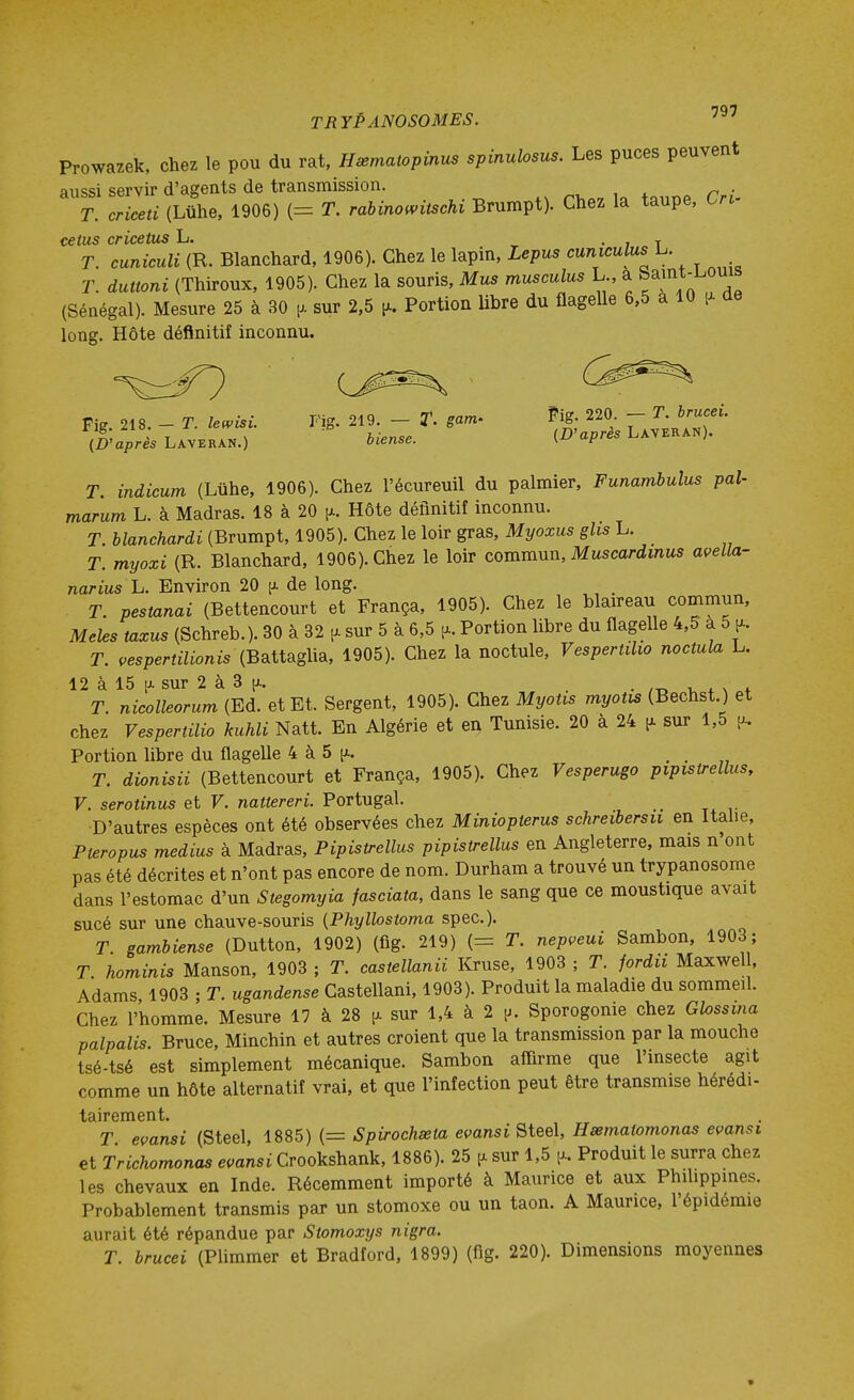 Prowazek, chez le pou du rat, Hsematopinus spinulosus. Les puces peuvent aussi servir d'agents de transmission, r. encan- (Lûhe, 1906) (= T. raômofvii^c/.i Brumpt). Chez la taupe. Cn cetus cricetus L. • ; t T. cuniculi (R. Blanchard, 1906). Chez le lapin, Lej>us cuniculus L. r. dut«o«i (Thiroux, 1905). Chez la souris, Mus musculus L., à ^amt-^i^ouis (Sénégal). Mesure 25 à 30 p. sur 2,5 i>.. Portion libre du flagelle 6,5 a 10 h- ae long. Hôte définitif inconnu. C^S^ (^*^ (D'après Laveran.) biense. \^ ■f T. indicum (Luhe, 1906). Chez l'écureuil du palmier, Funambulus pal- marum L. à Madras. 18 à 20 [i. Hôte définitif inconnu. T. blanchardi (Brumpt, 1905). Chez le loir gras, Myoxus glis L. T. myoxi (R. Blanchard, 1906). Chez le loir commun, Muscardmus avelUi- narius L. Environ 20 [a de long. . T. pestanai (Bettencourt et França, 1905). Chez le blaireau commun. Mêles taxus (Schreb.). 30 à 32 sur 5 à 6,5 p.. Portion libre du flagelle 4,5 a 5 t.. T. çespertilionis{Ba.ttàglm, 1905). Chez la noctule, Vespertdio noctula h. 12 à 15 [A sur 2 à 3 [A. . ,t. i, t ^ + T. nicolleorum (Ed. et Et. Sergent, 1905). Chez Myotis myotis (Bechst.) et chez Vespertilio kuhli Natt. En Algérie et en Tunisie. 20 à 24 h- sur 1,5 [x. Portion libre du flagelle 4 à 5 p.. . . „ T. dionisii (Bettencourt et França, 1905). Chez Vesperugo pipisirellus, V. serotinus et V. nattereri. Portugal. _ D'autres espèces ont été observées chez Miniopterus schreibersu en Italie, Pteropus médius à Madras, Pipistrellus pipistrellus en Angleterre, mais n'ont pas été décrites et n'ont pas encore de nom. Durham a trouvé un trypanosome dans l'estomac d'un Stegomyia fasciata, dans le sang que ce moustique avait sucé sur une chauve-souris {Phyllostoma spec). T. gambiense (Dutton, 1902) (fig. 219) (= T. nepi>eui Sambon, 1903; T. hominis Manson, 1903 ; T. castellanii Kruse, 1903 ; T. fordii Maxwel , Adams 1903 ; T. ugandense Castellani, 1903). Produit la maladie du sommeil. Chez l'homme. Mesure 17 à 28 sur 1,4 à 2 ^ Sporogonie chez Gîossma palpalis. Bruce, Minchin et autres croient que la transmission par la mouche tsé-tsé est simplement mécanique. Sambon affirme que l'insecte agit comme un hôte alternatif vrai, et que l'infection peut être transmise hérédi- tairement. T evansi (Steel, 1885) (= Spirochseta evansi Steel, Hsemaiomonas evansi et Trichomonas evansi Crookshank, 1886). 25 ^ sur 1,5 ^. Produit le surra chez les chevaux en Inde. Récemment importé à Maurice et aux Philippines. Probablement transmis par un stomoxe ou un taon. A Maurice, l'épidémie aurait été répandue par Stomoxys nigra. T. brucei (Plimmer et Bradford, 1899) (fig. 220). Dimensions moyennes