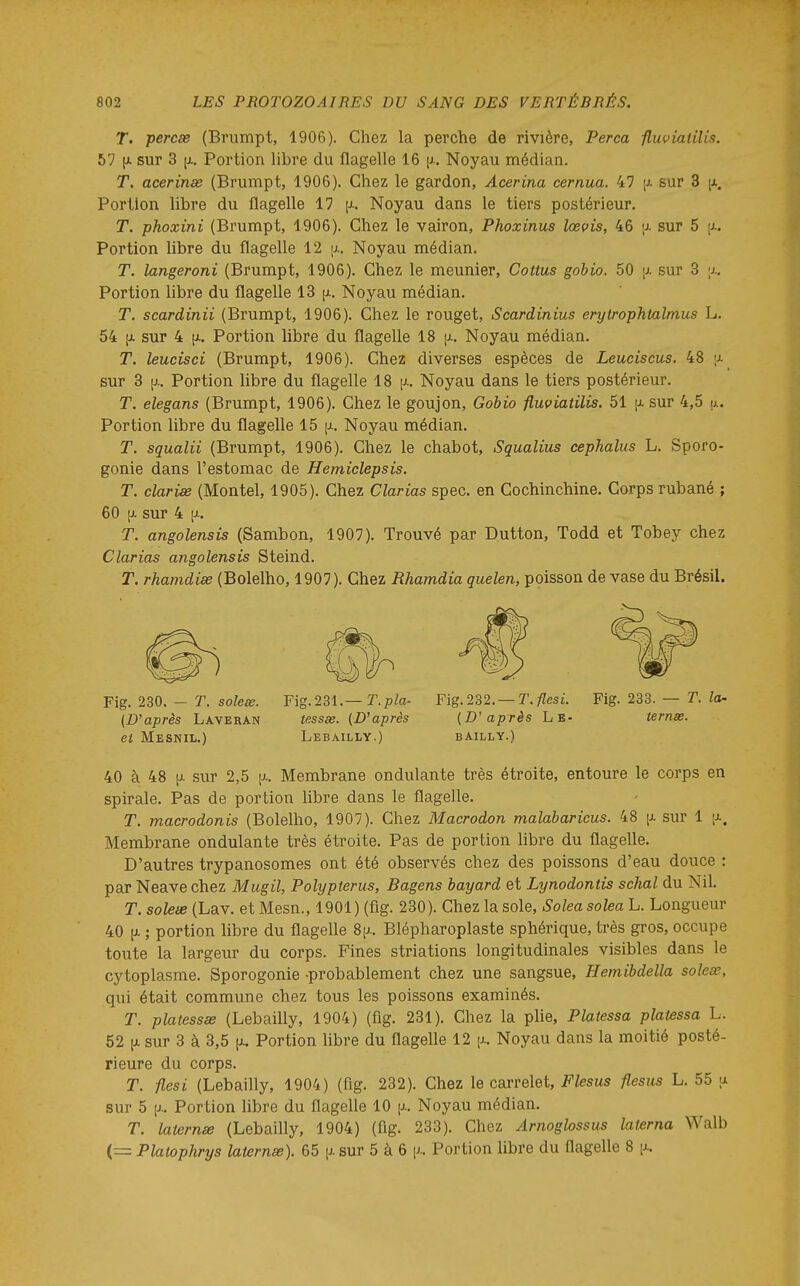 T. percse (Brumpt, 1906). Chez la perche de rivière, Perça fluviaiilis. 57 (J. sur 3 {A. Portion libre du flagelle 16 p.. Noyau médian. T. acerinee (Brumpt, 1906). Chez le gardon, Acerina cernua. 47 |jl sur 3 |x. Portion libre du flagelle 17 [j-. Noyau dans le tiers postérieur, T. phoxini (Brumpt, 1906). Chez le vairon, Phoxinus lœvis, 46 a sur 5 [j-. Portion libre du flagelle 12 ij.. Noyau médian. T. langeroni (Brumpt, 1906). Chez le meunier, Cottus gobio. 50 [j. sur 3 Portion hbre du flagelle 13 [i. Noyau médian. T. scardinii (Brumpt, 1906). Chez le rouget, Scardinius erytrophtalmus L. 54 \L sur 4 [1. Portion libre du flagelle 18 [a. Noyau médian. T. leucisci (Brumpt, 1906). Chez diverses espèces de Leuciscus. 48 ;j. sur 3 [1: Portion libre du flagelle 18 Noyau dans le tiers postérieur. T. elegans (Brumpt, 1906). Chez le goujon, Gobio flmiatilis. 51 j-l sur 4,5 a. Portion libre du flagelle 15 [i. Noyau médian. T. squalii (Brumpt, 1906). Chez le chabot, Squalius eephalus L. Sporo- gonie dans l'estomac de Hemiclepsis. T. clarise (Montel, 1905). Chez Clarias spec. en Cochinchine. Corps rubané ; 60 [J. sur 4 [J-. T. angolensis (Sambon, 1907). Trouvé par Dutton, Todd et Tobey chez Clarias angolensis Steind. T. rhamdias (Bolelho, 1907). Chez Rhamdia quelen, poisson de vase du Brésil. Fig. 230. - r. so/eœ. Fig.23l.—T. pla- Fig.232. —T. flesi. Fig. 233. — T. la- {D'après Laveran tessse. {D'après {D'après Le- ternas. et Mesnil.) Lebailly.) bailly.) 40 à 48 [Ji sur 2,5 [j.. Membrane ondulante très étroite, entoure le corps en spirale. Pas de portion libre dans le flagelle. T. macrodonis (Bolelho, 1907). Chez Macrodon malabaricus. 48 p. sur 1 ia. Membrane ondulante très étroite. Pas de portion libre du flagelle. D'autres trypanosomes ont été observés chez des poissons d'eau douce : par Neave chez Mugil, Polypterus, Bagens bayard et Lynodontis schal du Nil. T. solese (Lav. et Mesn., 1901 ) (flg. 230). Chez la sole, Solea solea L. Longueur 40 |A ; portion libre du flagelle 8^.. Blépharoplaste sphérique, très gros, occupe toute la largeur du corps. Fines striations longitudinales visibles dans le cytoplasme. Sporogonie -probablement chez une sangsue, Hemibdella solese, qui était commune chez tous les poissons examinés. T. platessse (Lebailly, 1904) (fig. 231). Chez la phe, Plaiessa plaiessa L. 52 [X sur 3 à 3,5 \>.. Portion libre du flagelle 12 [j.. Noyau dans la moitié posté- rieure du corps. T. flesi (Lebailly, 1904) (flg. 232). Chez le carrelet, Flesus flesus L. 55 u sur 5 [J.. Portion libre du flagelle 10 p.. Noyau médian. T. laternse (Lebailly, 1904) (fig. 233). Chez Arnoglossus laierna Walb (= Plalophrys laternœ). 65 \j. sur 5 à 6 p.. Portion libre du flagelle 8 [a.