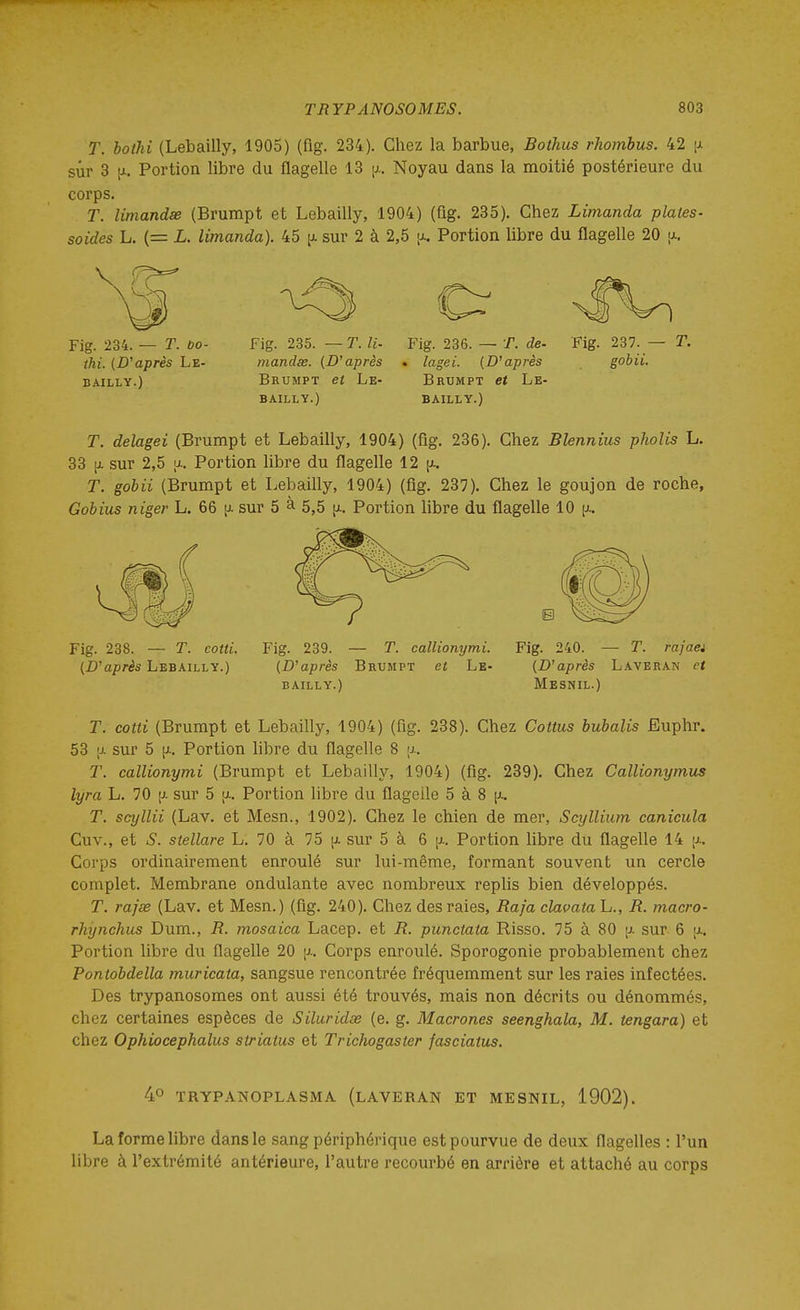 T. hothi (Lebailly, 1905) (fig. 234). Chez la barbue, Bothus rhomhus. 42 [j. sûr 3 [Ji. Portion libre du flagelle 13 jj.. Noyau dans la moitié postérieure du corps. T. limandse (Brumpt et Lebailly, 1904) (fig. 235). Chez Limanda plates- soldes L. (= L. limanda). 45 ^ sur 2 à 2,5 [a. Portion libre du flagelle 20 a. Fig. 234. — T. bo- thi. {D'après Le- bailly.) Fig. 235. — T. U. mandas. (D'après Brumpt et Le- bailly.) Fig. 236. — T. de. . lagei. (D'après Brumpt et Le- bailly.) Fig. 237. - gobii. T. delagei (Brumpt et Lebailly, 1904) (fig. 236). Chez Blennius pholis L. 33 [L sur 2,5 u. Portion libre du flagelle 12 [x. T. gobii (Brumpt et Lebailly, 1904) (fig. 237). Chez le goujon de roche, Gobius niger L. 66 \i. sur 5 à 5,5 [a. Portion libre du flagelle 10 [>.. Fig. 238. — T. cotti. (D'après Lebailly.) Fig. 239. — T. callionymi. (D'après Brumpt et Le- bailly.) Fig. 240. — T. rajaei (D'après Laveran et Mesnil.) T. cotti (Brumpt et Lebailly, 1904) (flg. 238). Chez Cottus bubalis Ëuphr. 53 [± sur 5 [i. Portion libre du flagelle 8 [■>-. T. callionymi (Brumpt et Lebailly, 1904) (flg. 239). Chez Callionymus lyra L. 70 p. sur 5 jx. Portion libre du flagelle 5 à 8 [j.. T. scyllii (Lav. et Mesn., 1902). Chez le chien de mer, Scyllium canicula Cuv., et S. stellare L. 70 à 75 [j. sur 5 à 6 Portion libre du flagelle 14 p.. Corps ordinairement enroulé sur lui-même, formant souvent un cercle complet. Membrane ondulante avec nombreux replis bien développés. T. rajse (Lav. et Mesn.) (fig. 240). Chez des raies, Raja clavata L., R. macro- rhynchus Dum., R. mosaica Lacep. et R. punctata Risso. 75 à 80 jj. sur 6 a. Portion libre du flagelle 20 [i-. Corps enroulé. Sporogonie probablement chez Pontobdella muricaia, sangsue rencontrée fréquemment sur les raies infectées. Des trypanosomes ont aussi été trouvés, mais non décrits ou dénommés, chez certaines espèces de Siluridœ (e. g. Macrones seenghala, M. tengara) et chez Ophiocephalus strialus et Trichogaster fasciaius. 40 TRYPANOPLASMA (lAVERAN ET MESNIL, 1902). La forme libre dans le sang périphérique est pourvue de deux flagelles : l'un libre à l'extrémité antérieure, l'autre recourbé en arrière et attaché au corps