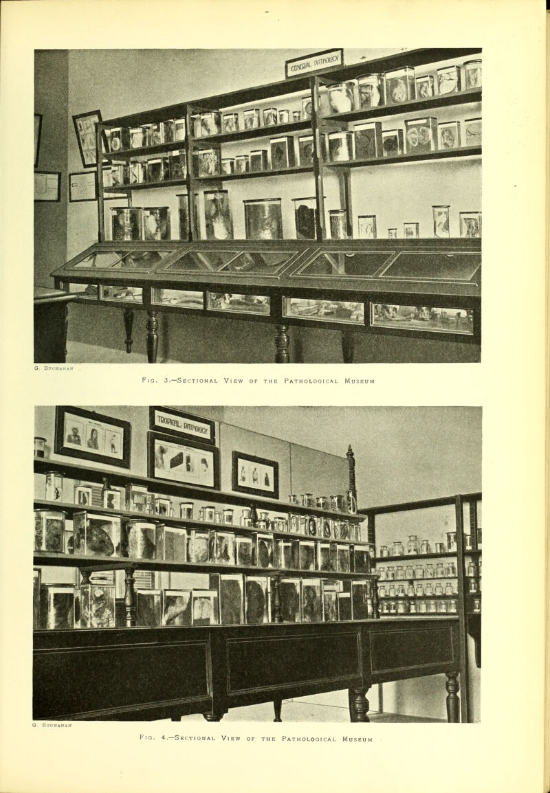 G. BoCHANiN Fig. 3.—Sectional View of the Pathological Museum 0. BDOHiNSN Fig. 4.—S ection al View of the Pathological Museum