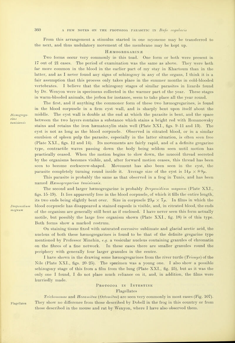 Hcemogrega- rina tunisiensis Drepanidium magnum Flagellates From this arrangement a stimulus started in one myoneme may be transferred to the next, and thus undulatory movement of the membrane may be kept up. H^MOGBEGARIN^ Two forms occur very commonly in this toad. One form or both were present in 17 out of 21 cases. The period of examination was the same as above. They were both far more common in the blood in the earlier part of my stay in Khartoum than in the latter, and as I never found any signs of schizogony in any of the organs, I think it is a fair assumption that this process only takes place in the summer months in cold-blooded vertebrates. I believe that the schizogony stages of similar parasites in lizards found by Dr. Wenyon were in specimens collected in the warmer part of the year. These stages in warm-blooded animals, the jerboa for instance, seem to take place all the year round. The first, and if anything the commoner form of these two haemogregarines, is found in the blood corpuscle in a firm cyst wall, and is sharply bent upon itself about the middle. The cyst wall is double at the end at which the parasite is bent, and the space between the two layers contains a substance which stains a bright red with Eomanowsky stains and retains the iron hsematoxylin stain well (Plate XXI., figs. 9-11 and 18). The cyst is not as long as the blood corpuscle. Observed in citrated blood, or in a similar emulsion of spleen pulp the parasite, especially in the latter situation, is often seen free (Plate XXI., figs. 12 and 14). Its movements are fairly rapid, and of a definite gregarine type, contractile waves passing down the body being seldom seen until motion has practically ceased. When the motion begins to slow down, the mucoid thread secreted by the organisms becomes visible, and, after forward motion ceases, this thread has been seen to become corkscrew-shaped. Movement has also been seen in the cyst, the parasite completely turning round inside it. Average size of the cyst is 14|U x 8-8/i. This parasite is probably the same as that observed in a frog in Tunis, and has been named Ssemogregarina tunisiensis. The second and larger hsemogregarine is probably Drepanidium magnum (Plate XXI., figs. 15-19). It lies apparently free in the blood corpuscle, of which it fills the entire length, its two ends being slightly bent over. Size in corpuscle 23|U x 1 jx. In films in which the blood corpuscle has disappeared a stained capsule is visible, and, in citrated blood, the ends of the organism are generally still bent as if enclosed. I have never seen this form actually motile, but possibly the large free organism shown (Plate XXL, fig. 18) is of this type. Both forms show a marked rostrum. On staining tissue fixed with saturated corrosive sublimate and glacial acetic acid, the nucleus of both these haemogregarines is found to be that of the definite gregarine type mentioned by Professor Minchin, e.g. a vesicular nucleus containing granules of chromatin on the fibres of a fine network. In these cases there are smaller granules round the periphery with generally four larger granules in the centre. I have shown in the drawing some haemogregarines from the river turtle {Trionyx) of the Nile (Plate XXL, figs. 20-25). The specimen was a young one. I also show a possible schizogony stage of this from a film from the lung (Plate XXL, fig. 25), but as it was the only one I found, I do not place much reliance on it, and, in addition, the films were hurriedly made. Protozoa in Intestine Flagellates TrichomojMs and Hexaviitus (OctomHus) are seen very commonly in most cases (Fig. 107). They show no difference from those described by Dobell in the frog in this country or from those described in the mouse and rat by Wenyon, where I have also observed them.