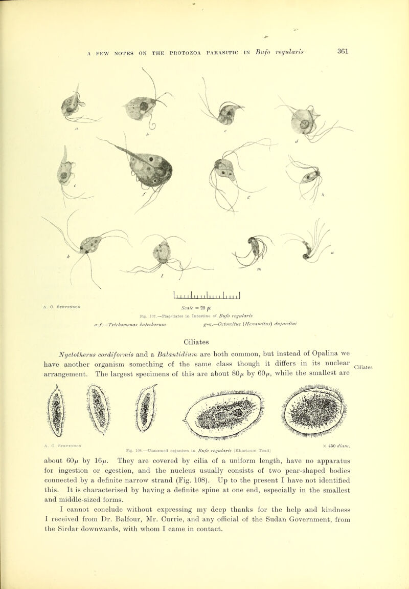 \ Pig. 107.—Flagellates iQ Intestine of Biffo TcgJllaris a-f.—TrichoJUonas hatechornm g-n.—Octomittis {Hexaviitus) dnjardini Ciliates Nyciotherus cordiformis and a Balantidium are both common, but instead of Opalina we have another organism something of the same class though it differs in its nuclear arrangement. The largest specimens of this are about 80/x by 60^, while the smallest are A. C. Stevenson X 450 diam. ]?ig. lOS.—Unnamed organism in Bufo 7-eg7liaris (Kbaitoum Toad} about 60ju by 16^. They are covered by cilia of a uniform length, have no apparatus for ingestion or egestion, and the nucleus usually consists of two pear-shaped bodies connected by a definite narrow strand (Fig. 108). Up to the present I have not identified this. It is characterised by having a definite spine at one end, especially in the smallest and middle-sized forms. I cannot conclude without expressing my deep thanks for the help and kindness I received from Dr. Balfour, Mr. Currie, and any official of the Sudan Government, from the Sirdar downwards, with whom I came in contact.