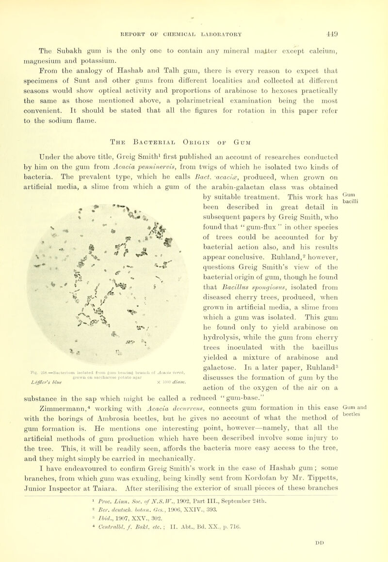 The Subakh gum is the only one to contain any mineral master except calcium, magnesium and potassium. Frofn the analogy of Hashab and Talh gum, there is every reason to expect that specimens of Sunt and other gums from different localities and collected at different seasons would show optical activity and proportions of arabinose to hexoses practically the same as those mentioned above, a polarimetrical examination being the most convenient. It should be stated that all the figures for rotation in this paper refer to the sodium flame. The Bacteeial Obigin op Gum Under the above title, Greig Smith^ first published an account of researches conducted by him on the gum from Acacia penninervis, from twigs of which he isolated two kinds of bacteria. The prevalent type, which he calls Jkict. -acacice, produced, when grown on artificial media, a slime from which a gum of the arabin-galactan class was obtained by suitable treatment. This work has ■a* been described in great detail in * ^ ■ % subsequent papers by Greig Smith, who found that  gum-flux  in other species Gum bacilli j» ^ 8* of trees could be accounted for by ^ ^L u bacterial action also, and his results  ' appear conclusive. Euhland,-however, ** ' '^-*^ questions Greig Smith's view of the , bacterial origin of gum, though he found ■ ■■• / - i that Bacillus spongiosiis, isolated from V i/ ' ■• diseased cherry trees, produced, when ' grown in artificial media, a slime from , . which a gum was isolated. This gum 5* i^'' ' VT'/ he found only to yield arabinose on ■ hydrolysis, while the gum from cherry _ ■ trees inoculated with the bacillus yielded a mixture of arabinose and galactose. In a later paper, Euhland-^ Fiii. 218.—BacterUim isolated f:'om gam bearing branch of ^■haria vt'rcl;, grown on saccharose potato agar- dlSCUSSeS tllC foi'matioU of WO. by the Loffla's Hue X lono diavi.  _ •' action of the oxygen of the air on a substance in the sap which might be called a reduced gum-base. Zimmermann,-* working with Acacia decurrens, connects gum formation in this case Gum and with the borings of Ambrosia beetles, but he gives no account of what the method of gum formation is. He mentions one interesting point, however—namely, that all the artificial methods of gum production which have been described involve some injury to the tree. This, it will be readily seen, affords the bacteria more easy access to the tree, and they might simply be carried in mechanically. I have endeavoured to confirm Greig Smith's work in the case of Hashab gum; some branches, from which gum was exuding, being kindly sent from Kordofan by Mr. Tippetts, Junior Inspector at Taiara. After sterilising the exterior of small j)ieces of these branches 1 Froc. Linn. Soc. of N^S. IF., 1902, Part III., September 24th. ^ Ber. deutsch. botnn. Gcs., 1006. XXIV., 393. ■■■■ Ibid., 1907, XXV., 302. •* Centralhl. f. BciM. etc. ; II. Abt., Bd. XX., p. 71C. DD