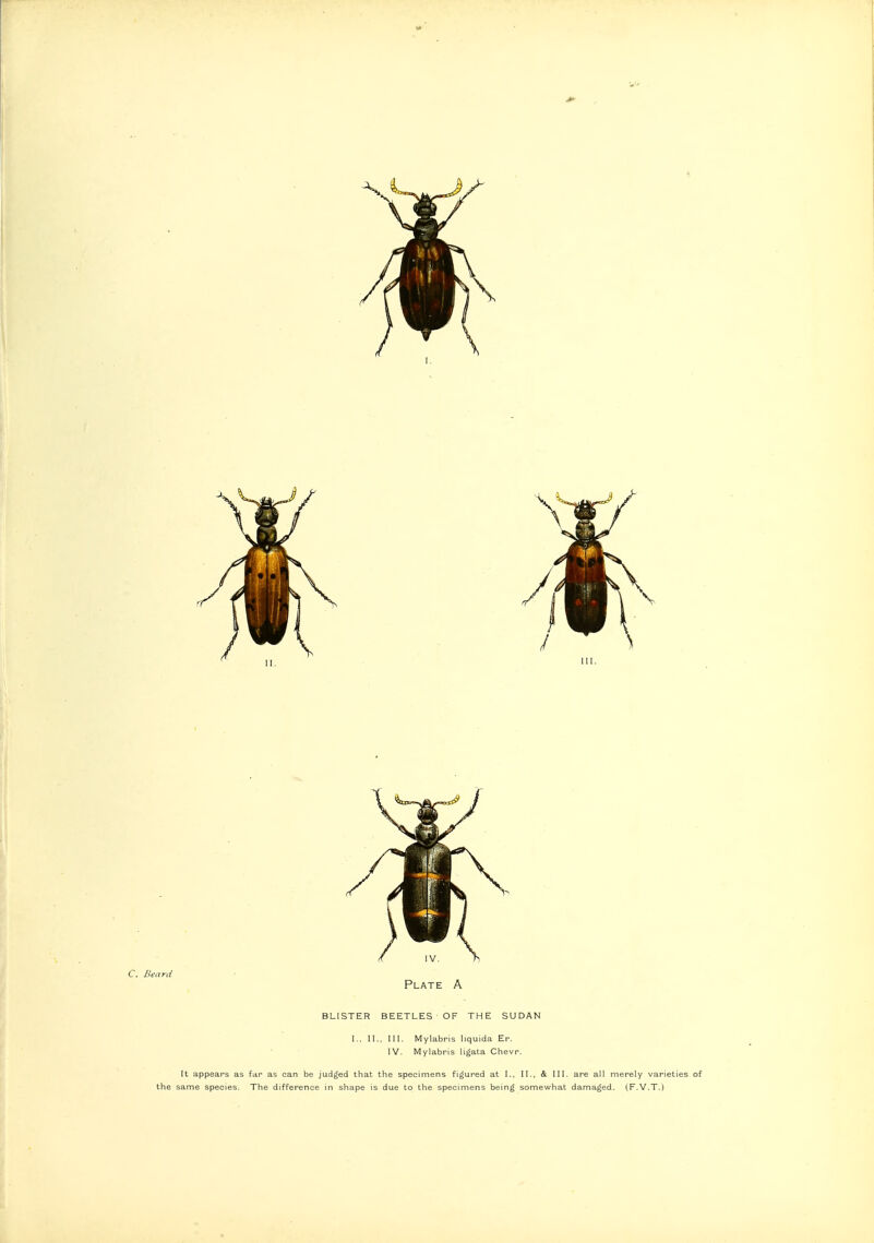 C. Beard Plate A BLISTER BEETLES OF THE SUDAN L. IL, in. Mylabris Iiquida Er. IV. Mylabris ligata Chevr. It appears as far as can be judged that the specimens figured at I., II., & III. are all merely varieties of the same species. The difference in shape is due to the specimens being somewhat damaged. (,F.V.T.)