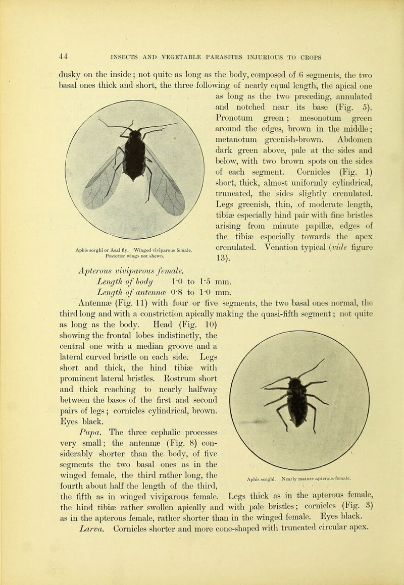 dusky on the inside; not quite as long as the body, composed of 6 segments, the t^vo basal ones thick and short, the three foUomng of nearly equal length, the apical one as long as the two preceding, annulated and notched near its base (Fig. 5). Pronotum green ; mesonotum green around the edges, bro^vn in the middle; metanotum greenish-bro\vn. Abdomen dark green above, pale at the sides and below, with two brown spots on the sides of each segment. Cornicles (Fig. 1) short, thick, almost uniformly cylindrical, truncated, the sides slightly crenulated. Legs greenish, thin, .of moderate length, tibiee especially hind pair with fine bristles arising from minute papillas, edges of the tibiae especially toAvards the apex crenulated. Venation typical {vide figure 13). Aphis sorghi or Asal fly. Winged viviparous female. Posterior wings not shewn. Apterous viviparous female. Length of body 10 to 1*5 mm. Length of antenncE 0'8 to I'O mm. Antenna? (Fig. II) with four or five segments, the two basal ones normal, the third long and with a constriction apicaUy making the quasi-fifth segment; not quite as long as the body. Head (Fig. 10) showing the frontal lobes indistinctly, the central one with a median groove and a lateral curved bristle on each side. Legs short and thick, the hind tibia? vvith prominent lateral bristles. Rostrum short and thick reaching to nearly halfway between the bases of the first and second pairs of legs ; cornicles cylindrical, broAvn. Eyes black. Pupa. The three cephalic processes very small; the antennae (Fig, 8) con- siderably shorter than the body, of five segments the two basal ones as in the winged female, the third rather long, the fourth about half the length of the third, the fifth as in winged viviparous female. Legs thick as in the apterous female, the hind tibiae rather swoUen apicaUy and with pale bristles; cornicles (Fig. 3) as in the apterous female, rather shorter than in the winged female. Eyes black. Larva. Cornicles shorter and more cone-shaped with truncated circular apex. Aphis sorghi. Nearly mature apterous female.