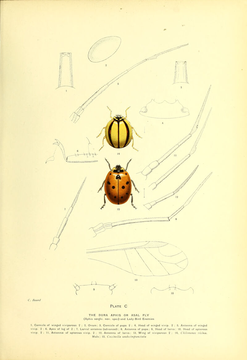 C. Beani Plate C the dura aphis or asal fly (Aphis sorghi. now. spec) and Lady-Bird Enemies 1, Cornicle of winged viviparous ? ; 2, Ovunn ; 3, Cornicle of pupa ? ; 4, Head of winged vivip. 9 ; 5, Antenna of winged vivlp. ? ; 6, Apex of leg of ? ; 7. Larval antenna (advanced) ; 8. Antenna of pupa : 9. Head of larva ; 10. Head of apterous vivip. ? ; 11. Antennas of apterous vivip. ? ; 12. Antenna of larva; 13. Wing of viviparous ? ; 14, Chiloiiienes vicina.