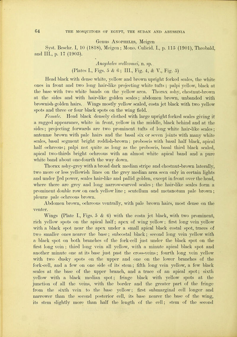 Genus Anopheles, Meigen Syst. Beschr. I, 10 (1818), Meigen; Mono. Culicid. I., p. 115 (1901), Theobald, and III., p. 17 (1903). Anopheles tvellcomei, n. sp. (Plates I., Figs. 5 & 6; III., Fig. 4, & V., Fig. 5) Head black with dense white, yeUow and bro^vn upright forked scales, the Avhite ones in front and two long hair-like projecting white tufts ; palpi yelloAv, black at the base with two white bands on the yellow area. Thorax ashy, chestnut-brown at the sides and with hair-like golden scales; abdomen broAvn, unhanded with brownish-golden hairs. Wings mostly yellow scaled, costa jet black with two yeUow spots and three or four black spots on the wing field. Female. Head black densely clothed mth large upright forked scales giving it a ragged appearance, white in front, yellow in the middle, black behind and at the sides; projecting forwards are two prominent tufts of long white hair-like scales; antennas brown with pale hairs and the basal six or seven joints mth many white scales, basal segment bright reddish-brown; proboscis with basal half black, apical half ochreous; palpi not quite as long as the proboscis, basal third black scaled, apical two-thirds bright ochreous with an almost white apical band and a pure white band about one-fourth the way down. Thorax ashy-grey with a broad dark median stripe and chestnut-brown laterally, two more or less yellowish lines on the grey median area seen only in certain lights and under frd power, scales hair-like and pallid golden, except in front over the head, where there are grey and long narrow-curved scales ; the hair-like scales form a prominent double row on each yellow line ; scutellum and metanotum pale bro-\yn; pleura? pale ochreous brown. Abdomen brown, ochreous ventrally, with pale brown hairs, most dense on the venter. Wings (Plate L, Figs. 5 & 6) with the costa jet black, with two prominent, rich yellow spots on the apical half; apex of wing yellow; first long vein yeUow with a black spot near the apex under a small apical black costal spot, traces of two smaller ones nearer the base; subcostal black; second long vein yellow with a' black spot on both branches of the fork-cell just under the black spot on the first long vein ; third long vein all yellow, with a minute apical black spot and another minute one at its base just past the cross-veins; fourth long vein yellow with two dusky spots on the upper and one on the lower branches of the fork-cell, and a few on one side of its stem; fifth long vein yellow, a few black scales at the base of the upper branch, and a trace of an apical spot; sixth yellow with a black median spot; fringe black mth yellow spots at the junction of all the veins, with the border and the greater part of the fringe from the sixth vein to the base yellow; first submarginal cell longer and narrower than the second posterior cell, its base nearer the base of the wing, its stem slightly more than half the length of the cell; stem of the second