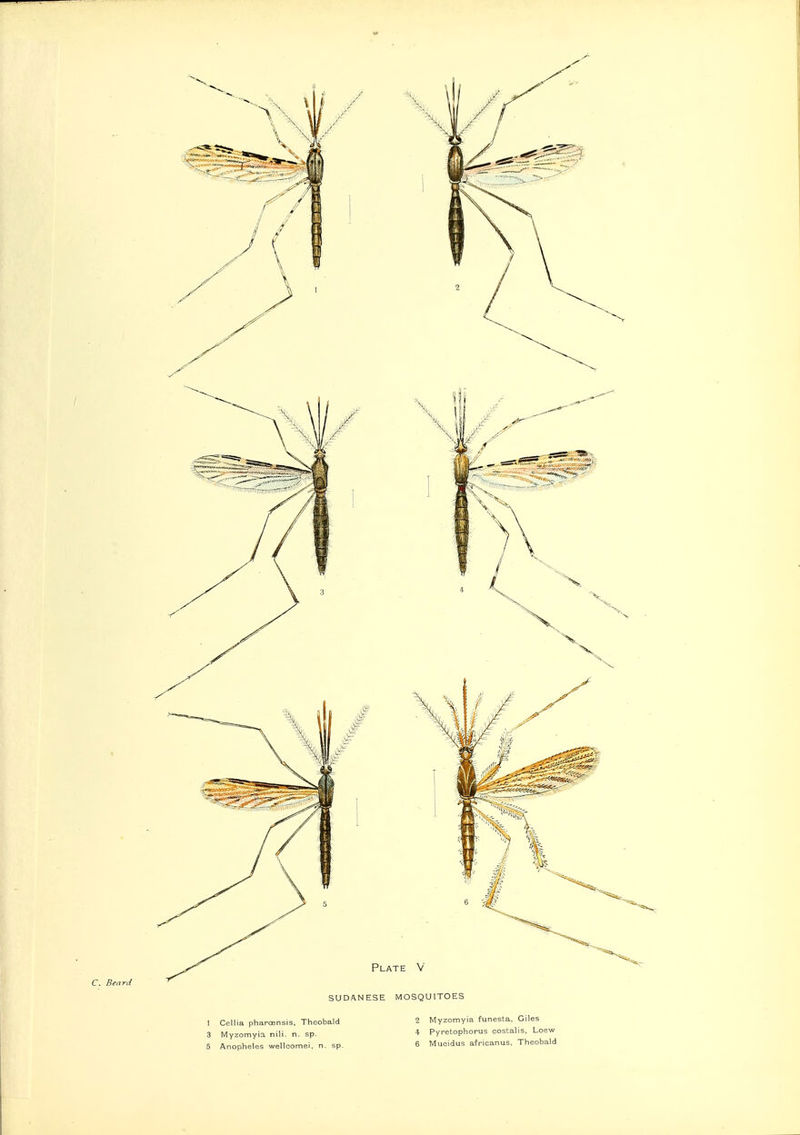 C. Beard Plate V SUDANESE MOSQUITOES 1 Cellia pharoensis, Theobald 3 Myzomyia nili. n. sp. 5 Anopheles wellcomei. n. sp. 2 Myzomyia funesta, Giles 4 Pyretophorus costalis. Loew