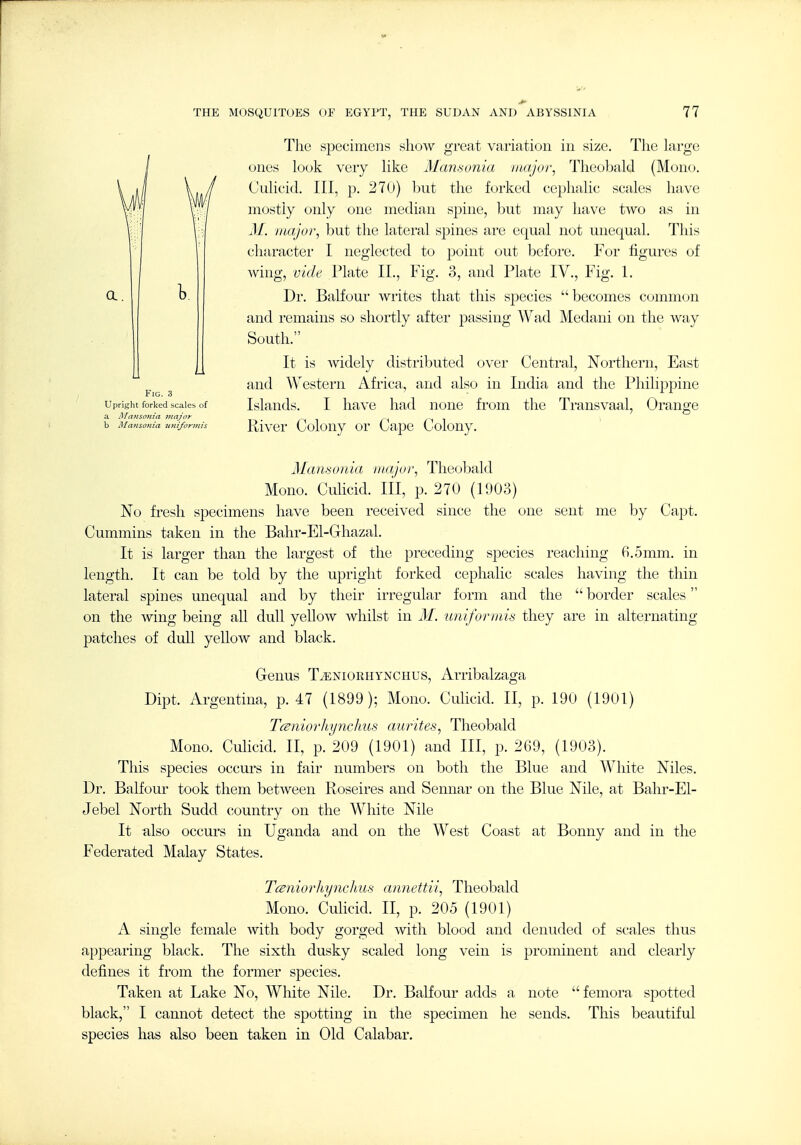 The specimens show great variation in size. The large ones look very like Mansonia major, Theobald (Mono. Culicid. Ill, p. 270) but the forked cephalic scales have mostly only one median spine, but may have two as in M. major, but the lateral spines are equal not unequal. This character I neglected to point out before. For figures of wiug, vide Plate II., Fig. 3, and Plate IV., Fig. 1. Dr. Balfour writes that this species  becomes comm(jn and remains so shortly after passing Wad Medani on the way South. It is Avidely distributed over Central, Northern, East and Western Africa, and also in India and the Philippine Islands. I have had none from the Transvaal, Orange River Colony or Cape Colony. Mamoriia major, Theobald Mono. Culicid. Ill, p. 270 (1003) No fresh specimens have been received since the one sent me by Capt. Cummins taken in the Bahr-El-Ghazal. It is larger than the largest of the preceding species reaching 6.5mm. in length. It can be told by the upright forked cephalic scales having the thin lateral spines unequal and by their irregular form and the  border scales on the wing being all dull yellow whilst in M. uniform.is they are in alternating patches of dull yellow and black. Genus T^niorhynchus, Arribalzaga Dipt. Argentina, p. 47 (1899); Mono. Culicid. II, p. 190 (1901) TcBniorhynclms aurites, Theobald Mono. Culicid. II, p. 209 (1901) and III, p. 269, (1903). This species occurs in fair numbers on both the Blue and White Mies. Dr. Balfour took them between Roseires and Sennar on the Blue Nile, at Bahr-El- Jebel North Sudd country on the White Nile It also occurs in Uganda and on the West Coast at Bonny and in the Federated Malay States. Tceniorltynckus annettii, Theobald Mono. Culicid. II, p. 205 (1901) A single female with body gorged with blood and denuded of scales thus appearing black. The sixth dusky scaled long vein is prominent and clearly defines it from the former species. Taken at Lake No, White Nile. Dr. Balfour adds a note femora spotted black, I cannot detect the spotting in the specimen he sends. This beautiful species has also been taken in Old Calabar. J ^ Fig. 3 Upright forked scales of a Mafisoftm inajor b Mansonia 2iniformis