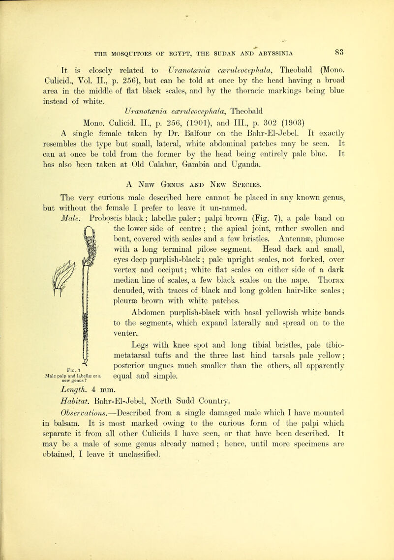 It is closely related to Uranotcsnia ccsruleocepliala, Theobald (Mono. Culicid., Vol. II., p. 256), but can be told at once by the head having a broad area in the middle of flat black scales, and by the thoracic markings being blue instead of white. Uranotcsnia ccsruleocephala, Theobald Mono. Culicid. IL, p. 256, (1901), and III., p. 302 (1903) A single female taken by Dr. Balfour on the Bahr-El-Jebel. It exactly resembles the type but small, lateral, white abdominal patches may be seen. It can at once be told from the former by the head being entirely pale blue. It has also been taken at Old Calabar, Gambia and Uganda. A New Genus and New Species. The very curious male described here cannot be placed in any known genus, but without the female I prefer to leave it un-named. Male. Proboscis black; labella? paler; palpi brown (Fig. 7), a pale band on the lower side of centre ; the apical joint, rather swollen and bent, covered with scales and a few bristles. Antenna?, plumose with a long terminal pilose segment. Head dark and small, eyes deep purplish-black; pale upright scales, not forked, over vertex and occiput; white flat scales on either side of a dark median line of scales, a few black scales on the nape. Thorax denuded, with traces of black and long golden hair-like scales; pleuraB brown with white patches. Abdomen purplish-black with basal yellowish white bands to the segments, which expand laterally and spread on to the venter. Legs with knee spot and long tibial bristles, pale tibio- metatarsal tufts and the three last hind tarsals pale yellow; posterior ungues much smaller than the others, aU apparently equal and simple. Length. 4 m_m. Habitat. Bahr-El-Jebel, North Sudd Country. Observations.—Described from a single damaged male which I have mounted in balsam. It is most marked owing to the curious form of the palpi which separate it from all other Culicids I have seen, or that have been described. It may be a male of some genus already named ; hence, until more specimens are obtained, I leave it unclassified. Fig. 7 Male palp and labellse oi a