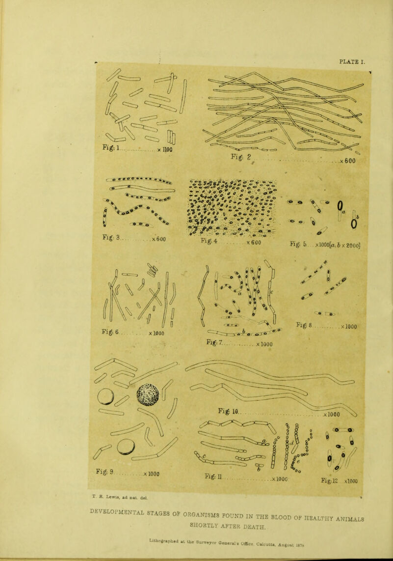 R*i..,. 1100 Fif 2 ;600 5 X* % **>•- %>°s .smarts, ¥02 Fig 4 0 Fig: b *1000[a,6x 2000] T H. Lewis, ad nat del. DEVELOPMENTAL STAGES OF ORGANISMS FOUND IN Fig: 12 xlOOO THE BLOOD OF HBALTHT ANIMALS SHORTLY AFTER DEATH. Uthojraphed at the Surveyor General. Office. Calcutta. Au»u»