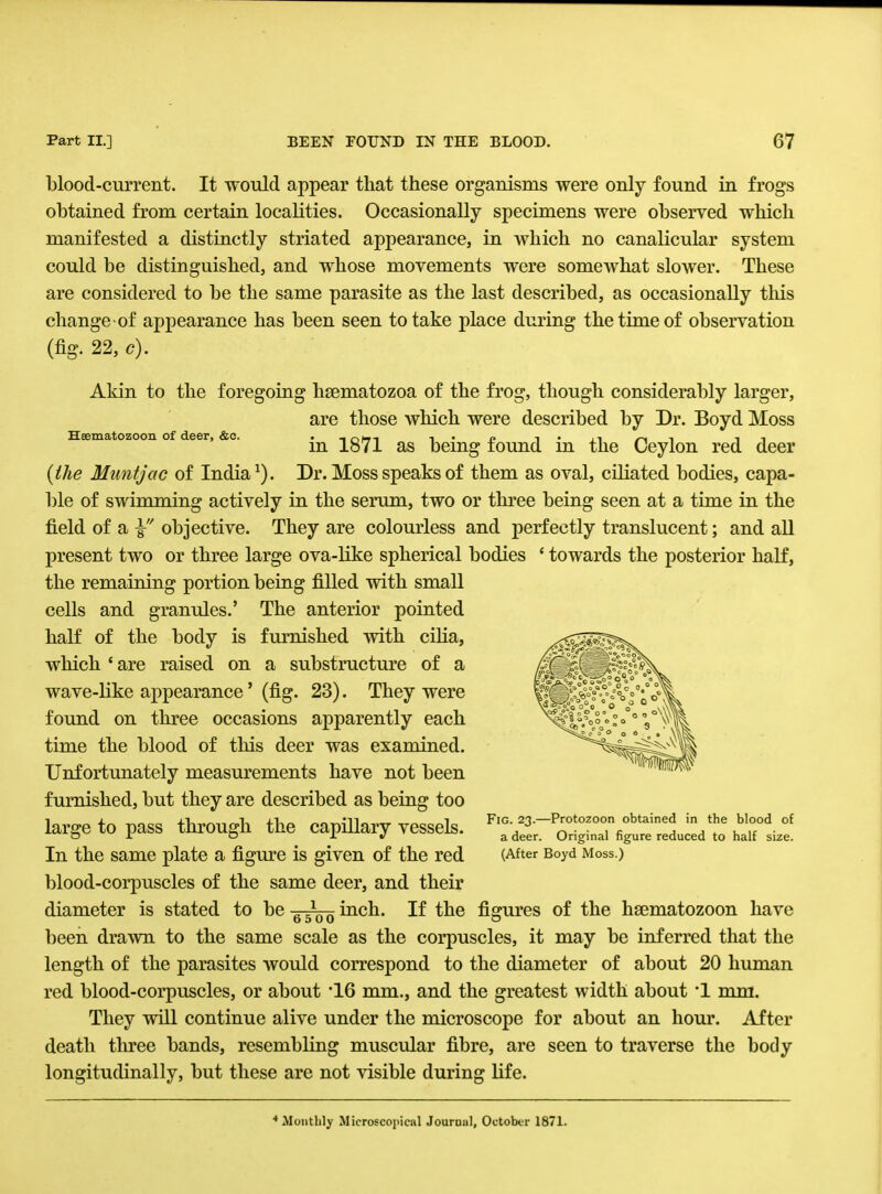 blood-current. It would appear that these organisms were only found in frogs obtained from certain localities. Occasionally specimens were observed which manifested a distinctly striated appearance, in which no canalicular system could be distinguished, and whose movements were somewhat slower. These are considered to be the same parasite as the last described, as occasionally this change of appearance has been seen to take place during the time of observation (fig. 22, c). Akin to the foregoing hsematozoa of the frog, though considerably larger, are those which were described by Dr. Boyd Moss Hsematozoon of deer, &o. . in<.. , . £ , . ,, ~. , ,, m 1871 as being found m the Ceylon red deer {the Muntjac of India1). Dr. Moss speaks of them as oval, ciliated bodies, capa- ble of swimming actively in the serum, two or three being seen at a time in the field of a \ objective. They are colourless and perfectly translucent; and all present two or three large ova-like spherical bodies f towards the posterior half, the remaining portion being filled with small cells and granules.' The anterior pointed half of the body is furnished with cilia, which ' are raised on a substructure of a wave-like appearance' (fig. 23). They were found on three occasions apparently each time the blood of this deer was examined. Unfortunately measurements have not been furnished, but they are described as being too large to pass through the capillary vessels. ^S^^C^^-^t In the same plate a figure is given of the red (After Boyd Moss.) blood-corpuscles of the same deer, and their diameter is stated to be „ * inch. If the figures of the hsematozoon have been drawn to the same scale as the corpuscles, it may be inferred that the length of the parasites would correspond to the diameter of about 20 human red blood-corpuscles, or about *16 mm., and the greatest width about *1 mm. They will continue alive under the microscope for about an hour. After death three bands, resembling muscular fibre, are seen to traverse the body longitudinally, but these are not visible during life. ♦Monthly Microscopical Journal, October 1871.