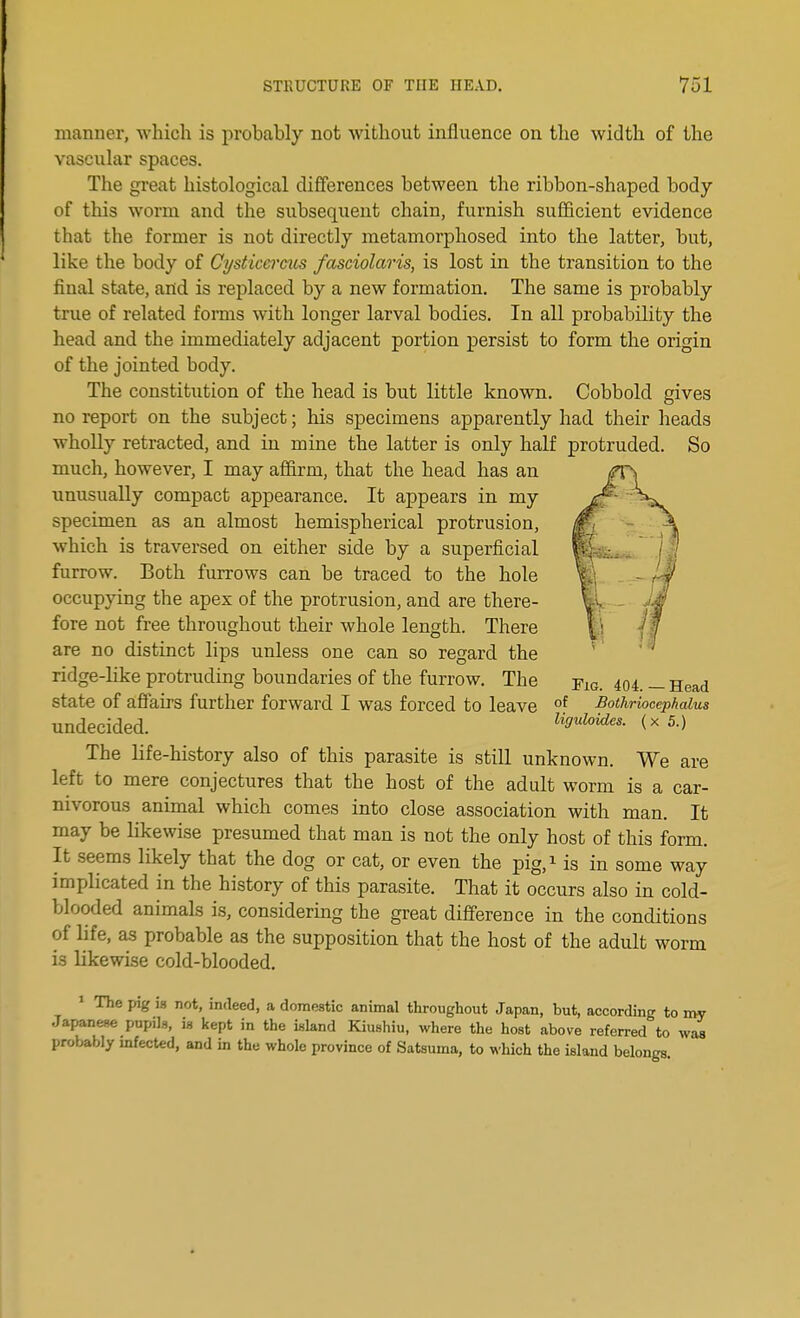 manner, which is probably not without influence on the width of the vascular spaces. The great histological differences between the ribbon-shaped body of this worm and the subsequent chain, furnish sufficient evidence that the former is not directly metamorphosed into the latter, but, like the body of Cysticcrcus fasciolaris, is lost in the transition to the final state, and is replaced by a new formation. The same is probably true of related forms with longer larval bodies. In all probability the head and the immediately adjacent portion persist to form the origin of the jointed body. The constitution of the head is but little known. Cobbold gives no report on the subject; his specimens apparently had their heads wholly retracted, and in mine the latter is only half protruded. So much, however, I may affirm, that the head has an unusually compact appearance. It appears in my specimen as an almost hemispherical protrusion, which is traversed on either side by a superficial furrow. Both furrows can be traced to the hole occupying the apex of the protrusion, and are there- fore not free throughout their whole length. There are no distinct lips unless one can so regard the ridge-like protruding boundaries of the furrow. The y1G. 404. — Head state of affairs further forward I was forced to leave of Bothriocephaius undecided. Uguhides. (x5.) The life-history also of this parasite is still unknown. We are left to mere conjectures that the host of the adult worm is a car- nivorous animal which comes into close association with man. It may be likewise presumed that man is not the only host of this form. It seems likely that the dog or cat, or even the pig,1 is in some way implicated in the history of this parasite. That it occurs also in cold- blooded animals is, considering the great difference in the conditions of life, as probable as the supposition that the host of the adult worm 18 likewise cold-blooded. 1 The pig is not, indeed, a domestic animal throughout Japan, but, according to my Japanese pupils, is kept in the island Kiushiu, where the host above referred to was probably infected, and in the whole province of Satsuma, to which the island belongs