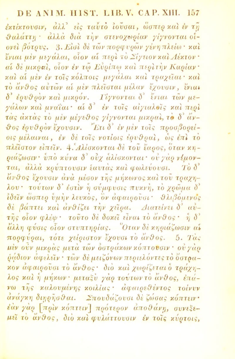 έχτίχτονσιν, άλλ' ει§ ταυιο ιονσαι, ώαπερ χαϊ έν τ/; 3-αλάτιη · αλλά δια την στενοχώριων γίγνονται οι- ονεί βοτρνς. 3· Σισϊ δε των πορφυρών γένη πλείω ■ χαϊ ενιαι μεν μεγάλαι, ο'ιον αι περϊ το Σίγειον χαϊΑέχτον  «ί μιχρν.ϊ, ο'ιον εν τω Εχιρίπο) χαϊ περϊτην Καρίαν' ■/.κι αϊ μεν εν τοΊς χόλπυις μεγαλαι χαϊ τραχεϊαι ■ χαϊ το ίχνΟος αυτών (« μίν πλίΐοται μέλαν εχονυιν, ενιαι δ έρν&ρον χαϊ μιχρον. Γίγνονται δ ενιαι ιών με- γάλων χαϊ μνα'ίαι· αί δ έν τυΐς αιγιαλοί ς χαϊ περϊ τας α/.τκς το μεν μέγεϋος γίγνονται μιχραΐ, το δ άν- ■&ος ϊρνϋρ 'ον εχονυιν. Έτι έν μεν τοις προυβορεί- οις μέλαΐναι , έν δέ ιυϊς νοτίοις ΐρν&ραϊ, οις έπϊ το πλεϊυτον ειπείν. Α.Άλίσχονται δέ του έαρος, όταν χη- ριαζωαηΐ' ιιπο χύνα δ ονχ άλίσχονταΐ' ον γαρ νέμον- ται, αλλά χρνπτονσιν εαντάς χαϊ ψωλενονσι. Το 6 ίίν&ος εχονυιν ανά μέσον της μηχωνος χαϊτον τράχη- λου· τούτων δ' έστϊν η ανμφυσις πνχνη, το χρώμα δ ιδεϊν ωσπερ υ μην λενχος, ον αφαιρονοΐ' ϋλιβόμενο'ς δέ βάπτει χαϊ άνϋίζει την χείρα, ^ιατείνει δ' αν- τί) ς ο'ιον ψλέψ' τοϋτο δέ δοχέι είναι το ανθυς· η ύ' άλλη φνσις ο'ιον στυπτηρίας. Οταν δέ χηριαζωσιν αί πορφνραι, τοτε χείριοτον ΐχονυι το αν-θος. 5. Τας ιιέν ονν μιχράς μετά των οατραχων χόπτοΐισιν · ονγάρ ρα.διυν αφελεϊν των δέ μειζόνων περιελοντες το όυτρα- χον αφαιροϋσι το ανϋος' διο χαι χωρίζεται 6 τράχη- λος χαϊ η μηχων μετα'ϊ'υ γαρ τοντωντο ανϋος, επά- νω της χαλονμένης κοιλίας άφαιρε&εντος τοίννν αναγχη διτιρηο&αι. Σπονδαζονσι δέ ζωαας χόπτειν έαν γαρ [πριν χόπτεινί πρότερον άποΟάνη, συνεξε- μίί το άνθος, διο χαϊ φυλάιτυνυιν έν το7ς χύρτοις,