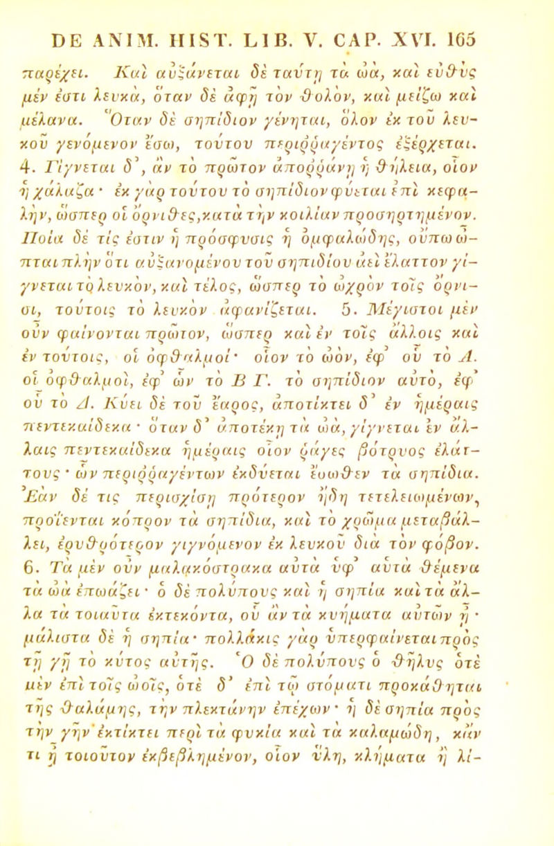 παρέχει. Καϊ αυξάνεται δέ ταντί] τα ωα, χαι εύθυς μέν έστι λευχά, όταν δέ άφΐ) τον ϋολον, χαϊ μείζω καϊ μέλανα. Οταν δε αηπίδιον γένηται, όλον έχ του λευ- κοί γενόμενον εαω, τούτου παριράαγέντος εξέρχεται. 4. Γίγνεται <5', αν τό πρώτον απορόανη η θι'ιλεια, ο'ιον ηχάλαζα' έχ γαρ τούτου τό αηπίδιον φύεται έπϊ χεφα- λην, ώαπερ οι όρνιθες,χατά την χοιλίαν προσηρτημένον. Ποία δέ τις εστίν η πρόσφνσις η όμφαλώδης, ούπωώ- πταιπλην ότι αυξανομένου τον αηπίδιον άεΐ ελαττον γί- γνεταιτό λενχόν,χαϊ τέλος, ωαπερ τό ωχρόν τοϊς ορνι- οι, τούτοις τό λευχον αφανίζεται. 5. Μέγιστοι μεν ούν φαίνονται πρώτον, ωαπερ χαϊέν τοϊς άλλοις χαΐ εν τοντοις, ο'ι οφθαλμοί' ο'ιον το ώόν, έφ ου το Α. οι όφϋαλμοί, εφ ων το Β Γ. το αηπίδιον αυτό, έφ' ού το Δ. Κύει δέ του έαρος, άποτίχτει δ εν ημέραις πεντιχαίδεχα · όταν δ* άποτέχη τά ωά, γίγνεται εν άλ- λαις πεντεχαίδεχα ημέραις ο'ιον ράγες βότρνος ελατ- τ.ους · ών περιόόαγέντων εχδνεται εοω&εν τα αηπίδια. Εάν δέ τις περισχίση πρότερον ηδη τετελειωμένων, προ'Ι'ινται χόπρον τα αηπίδια, χαϊ το χρώμα μεταβάλ- λει, έρνθυότερον γιγνόμενον έχ λευχον δια τον φοβον. 6. Τα μεν ούν μαλαχόατραχα αυτά νφ αντά θέμενα τα ωά επωάζει · ό δέ πολνπονς χαϊ η σηπία χαϊτά άλ- λα τά τοιαύτα έχτεχόντα, οϋ άντά χυηματα αύτων τ) · μάλιστα δέ η σηπία· πολλάχις γάρ ίπερφαίνεταιπρός τ,'ί /V 70 χυτός αίτιας. Ό δέ πολύπονς ο -θήλυς ότέ ιιεν έπϊτοΊς ωόίς, ότέ δ' έπϊ τω ατόματι προχάΟ ηται της θαλάμης, την πλεχτάνην επέχιον η δέ σηπία ποός την γην'εχτίχτει περί τά φνχία χαϊ τα χαλαμωδη, χάν τι ϊ) τοιοντον έχβεβλημένον, οίον νλη, χληματα ί] λί-