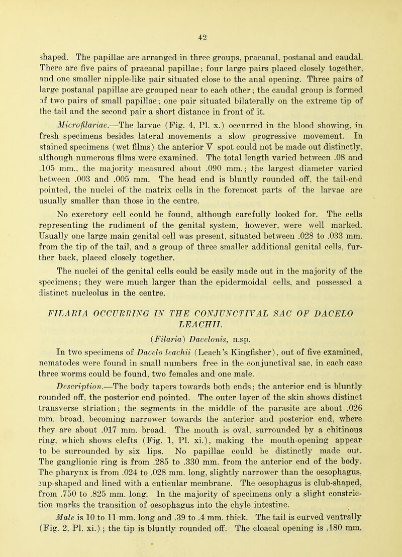 shaped. The papillae are arranged in three groups, praeanal, postanal and caudal. There are five pairs of praeanal papillae; four large pairs placed closely together, and one smaller nipple-like pair situated close to the anal opening. Three pairs of large postanal papillae are grouped near to each other; the caudal group is formed of two pairs of small papillae; one pair situated bilaterally on the extreme tip of the tail and the second pair a short distance in front of it. Microfilariae.—The larvae (Fig. 4, PI. x.) occurred in the blood showing, in fresh specimens besides lateral movements a slow progressive movement. In stained specimens (wet films) the anterior V spot could not be made out distinctly, although numerous films were examined. The total length varied between .08 and .105 mm., the majority measured about .090 mm.; the largest diameter varied between .003 and .005 mm. The head end is bluntly rounded off, the tail-end pointed, the nuclei of the matrix cells in the foremost parts of the larvae are usually smaller than those in the centre. No excretory cell could be found, although carefully looked for. The cells representing the rudiment of the genital system, however, were well marked. Usually one large main genital cell was present, situated between .028 to .033 mm. from the tip of the tail, and a group of three smaller additional genital cells, fur- ther back, placed closely together. The nuclei of the genital cells could be easily made out in the majority of the specimens; they were much larger than the epidermoidal cells, and possessed a distinct nucleolus in the centre. FILARIA OCCURRING IN THE CONJUNCTIVAL SAC OF DACELO LEACHII. (Filaria) Dacelonis, n.sp. In two specimens of Dacelo leachii (Leach's Kingfisher), out of five examined, nematodes were found in small numbers free in the conjunctival sac. in each case three worms could be found, two females and one male. Description.—The body tapers towards both ends; the anterior end is bluntly rounded off, the posterior end pointed. The outer layer of the skin shows distinct transverse striation; the segments in the middle of the parasite are about .026 mm. broad, becoming narrower towards the anterior and posterior end, where they are about .017 mm. broad. The mouth is oval, surrounded by a chitinous ring, which shows clefts (Fig. 1, PL xi.), making the mouth-opening appear to be surrounded by six lips. No papillae could be distinctly made out. The ganglionic ring is from .285 to .330 mm. from the anterior end of the body. The pharynx is from .024 to .028 mm. long, slightly narrower than the oesophagus, 3up-shaped and lined with a cuticular membrane. The oesophagus is club-shaped, from .750 to .825 mm. long. In the majority of specimens only a slight constric- tion marks the transition of oesophagus into the chyle intestine. Male is 10 to 11 mm. long and .39 to .4 mm. thick. The tail is curved ventraUy (Fig. 2, PI, xi.) ; the tip is bluntly rounded off. The cloacal opening is .180 mm.