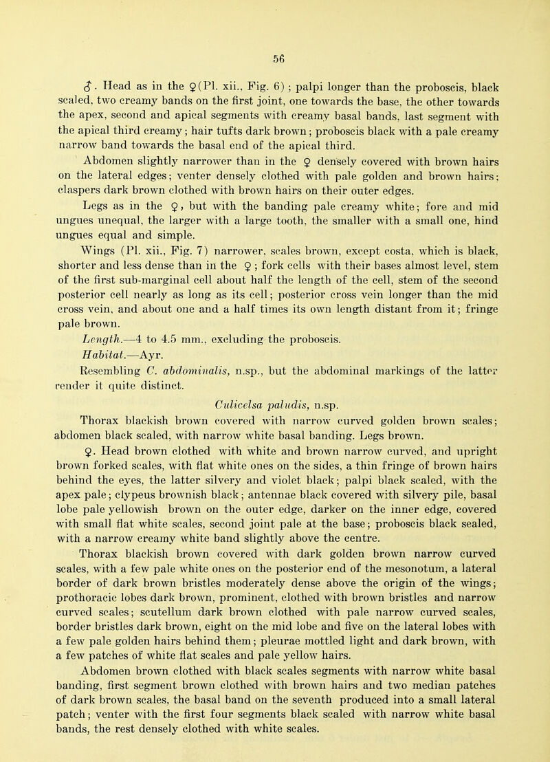 $. Head as in the 9(P1. xii.. Fig. 6) ; palpi longer than the proboscis, black scaled, two creamy bands on the first joint, one towards the base, the other towards the apex, second and apical segments with creamy basal bands, last segment with the apical third creamy; hair tufts dark brown ; proboscis black with a pale creamy narrow band towards the basal end of the apical third. Abdomen slightly narrower than in the 9 densely covered with brown hairs on the lateral edges; venter densely clothed with pale golden and brown hairs; claspers dark brown clothed with brown hairs on their outer edges. Legs as in the $, but with the banding pale creamy white; fore and mid ungues unequal, the larger with a large tooth, the smaller with a small one, hind ungues equal and simple. Wings (PI. xii.. Pig. 7) narrower, scales brown, except costa, which is black, shorter and less dense than in the $ ; fork cells with their bases almost level, stem of the first sub-marginal cell about half the length of the cell, stem of the second posterior cell nearly as long as its cell; posterior cross vein longer than the mid cross vein, and about one and a half times its own length distant from it; fringe pale brown. Length.—4 to 4.5 mm., excluding the proboscis. Habitat.—Ayr. Resembling C. ahdominalis, n.sp., but the abdominal markings of the latter render it quite distinct. Culicelsa paludis, n.sp. Thorax blackish brown covered with narrow curved golden brown scales; abdomen black scaled, with narrow white basal banding. Legs brown. 2. Head brown clothed with white and brown narrow curved, and upright brown forked scales, with flat white ones on the sides, a thin fringe of brown hairs behind the eyes, the latter silvery and violet black; palpi black scaled, with the apex pale; clypeus brownish black; antennae black covered with silvery pile, basal lobe pale yellowish brown on the outer edge, darker on the inner edge, covered with small flat white scales, second joint pale at the base; proboscis black sealed, with a narrow creamy white band slightly above the centre. Thorax blackish brown covered with dark golden brown narrow curved scales, with a few pale white ones on the posterior end of the mesonotum, a lateral border of dark brown bristles moderately dense above the origin of the wings; prothoracic lobes dark brown, prominent, clothed with brown bristles and narrow curved scales; scutellum dark brown clothed with pale narrow curved scales, border bristles dark brown, eight on the mid lobe and five on the lateral lobes with a few pale golden hairs behind them; pleurae mottled light and dark brown, with a few patches of white flat scales and pale yellow hairs. Abdomen brown clothed with black scales segments with narrow white basal banding, first segment brown clothed with brown hairs and two median patches of dark brown scales, the basal band on the seventh produced into a small lateral patch; venter with the first four segments black scaled with narrow white basal bands, the rest densely clothed with white scales.