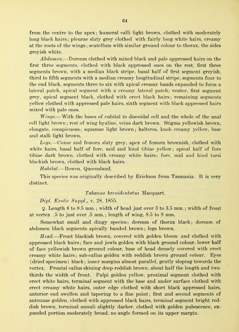 from the centre to the apex; humeral calli light brown, clothed with moderately long black hairs; pleurae slaty grey clothed with fairly long white hairs, creamy at the roots of the wings; scutellum with similar ground colour to thorax, the sides greyish white. Abdomen.—Dorsum clothed with mixed black and pale appressed hairs on the first three segments, clothed with black appressed ones on the rest, first three segments brown, with a median black stripe, basal half of first segment greyish, third to fifth segments with a median creamy longitudinal stripe, segments four to the end black, segments three to six with apical creamy bands expanded to form a lateral patch, apical segment with a creamy lateral patch; venter, first segment grey, apical segment black, clothed with erect black hairs; remaining segments yellow clothed with appressed pale hairs, sixth segment with black appressed hairs mixed with pale ones. Wmgs.—With the bases of cubital to discoidal cell and the whole of the anal cell light brown ; rest of wing hyaline, veins dark brown. Stigma yellowish brown, elongate, conspicuous; squamae light brown; halteres, knob creamy yellow, base and stalk light brown. Legs.—Coxae and femora slaty grey, apex of femora brownish, clothed with white hairs, basal half of fore, mid and hind tibiae yellow; apical half of fore tibiae dark brown, clothed with creamy white hairs; fore, mid and hind tarsi blackish brown, clothed with black hairs. Habitat.—Bowen, Queensland, This species was originally described by Erickson from Tasmania. It is very distinct. Tabanus brevidentatus Macquart. Di'pt. Exotic Suppl, v. 28, 1855. 9. Length 8 to 8.5 mm.; width of head just over 3 to 3.5 mm.; width of front at vertex .5 to just over .5 mm.; length of wing, 8.5 to 9 mm. Somewhat small and dingy species; dorsum of thorax black; dorsum of abdomen black segments apieally banded brown; legs brown. Head.—Front blackish brown, covered with golden bloom and clothed with appressed black hairs; face and jowls golden with black ground colour, lower half of face yellowish brown ground colour, base of head densely covered with erect creamy white hairs; sub-callus golden with reddish brown ground colour. Eyes (dried specimen) black; inner margins almost parallel, gently sloping towards the vertex. Frontal callus shining deep reddish brown, about half the length and two- thirds the width of front. Palpi golden yellow, proximal segment clothed with erect white hairs, terminal segment with the base and under surface clothed with erect creamy white hairs, outer edge clothed with short black appressed hairs, anterior end swollen and tapering to a fine point; first and second segments of antennae golden, clothed with appressed black hairs, terminal segment bright red- dish brown, terminal annuli slightly darker, clothed with golden pubescence, ex- panded portion moderately broad, no angle formed on its upper margin.