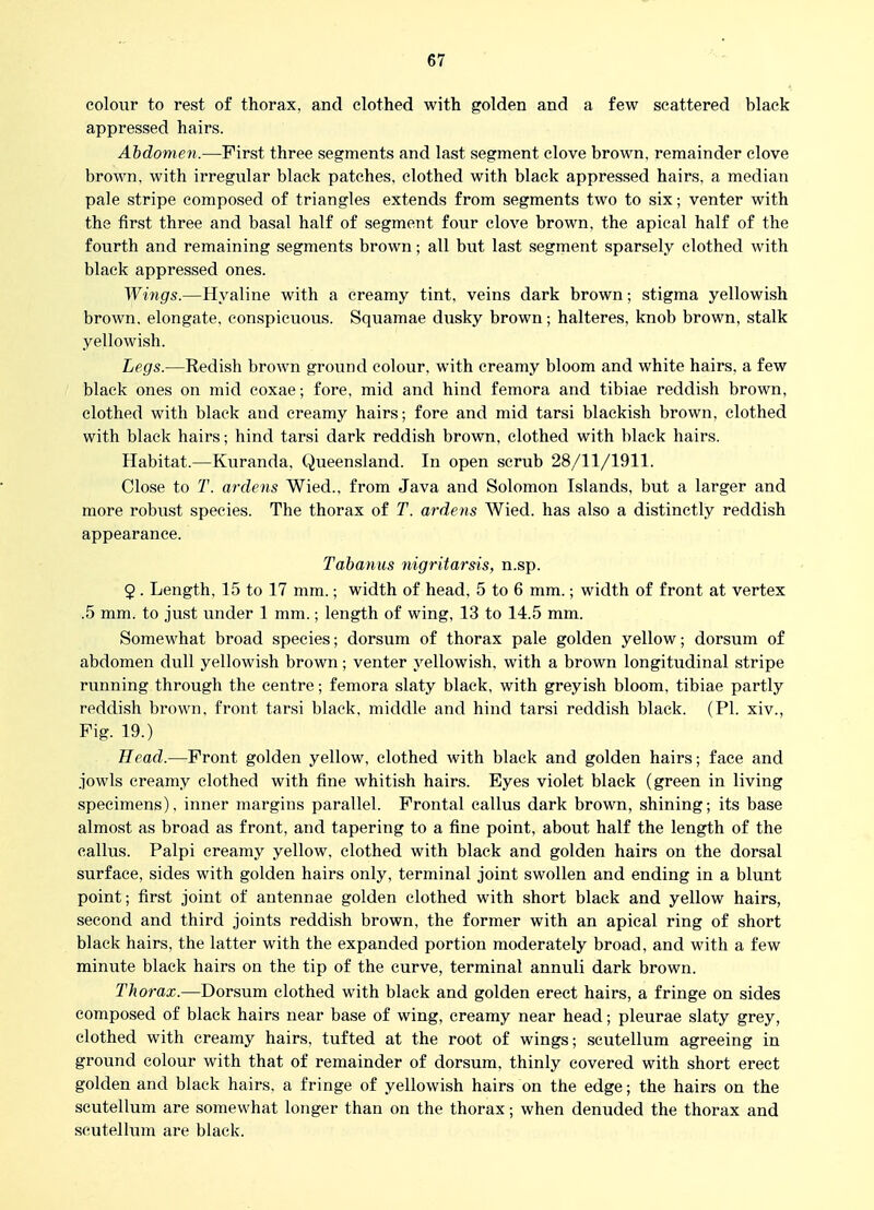 colour to rest of thorax, and clothed with golden and a few scattered black appressed hairs. Abdomen.—First three segments and last segment clove brown, remainder clove brown, with irregular black patches, clothed with black appressed hairs, a median pale stripe composed of triangles extends from segments two to six; venter with the first three and basal half of segment four clove brown, the apical half of the fourth and remaining segments brown; all but last segment sparsely clothed with black appressed ones. Wings.—Hyaline with a creamy tint, veins dark brown; stigma yellowish brown, elongate, conspicuous. Squamae dusky brown; halteres, knob brown, stalk yellowish. Legs.—Redish brown ground colour, with creamy bloom and white hairs, a few black ones on mid coxae; fore, mid and hind femora and tibiae reddish brown, clothed with black and creamy hairs; fore and mid tarsi blackish brown, clothed with black hairs; hind tarsi dark reddish brown, clothed with black hairs. Habitat.—Kuranda, Queensland. In open scrub 28/11/1911. Close to T. ardens Wied., from Java and Solomon Islands, but a larger and more robust species. The thorax of T. ardens Wied. has also a distinctly reddish appearance. Tabanus nigritarsis, n.sp. 9 . Length, 15 to 17 mm.; width of head, 5 to 6 mm.; width of front at vertex .5 mm. to just under 1 mm.; length of wing, 13 to 14.5 mm. Somewhat broad species; dorsum of thorax pale golden yellow; dorsum of abdomen dull yellowish brown; venter yellowish, with a brown longitudinal stripe running through the centre; femora slaty black, with greyish bloom, tibiae partly reddish brown, front tarsi black, middle and hind tarsi reddish black. (PI. xiv., Fig. 19.) Head.—Front golden yellow, clothed with black and golden hairs; face and jowls creamy clothed with fine whitish hairs. Eyes violet black (green in living specimens), inner margins parallel. Frontal callus dark brown, shining; its base almost as broad as front, and tapering to a fine point, about half the length of the callus. Palpi creamy yellow, clothed with black and golden hairs on the dorsal surface, sides with golden hairs only, terminal joint swollen and ending in a blunt point; first joint of antennae golden clothed with short black and yellow hairs, second and third joints reddish brown, the former with an apical ring of short black hairs, the latter with the expanded portion moderately broad, and with a few minute black hairs on the tip of the curve, terminal annuli dark brown. Thorax.—Dorsum clothed with black and golden erect hairs, a fringe on sides composed of black hairs near base of wing, creamy near head; pleurae slaty grey, clothed with creamy hairs, tufted at the root of wings; scutellum agreeing in ground colour with that of remainder of dorsum, thinly covered with short erect golden and black hairs, a fringe of yellowish hairs on the edge; the hairs on the scutellum are somewhat longer than on the thorax; when denuded the thorax and scutellum are black.