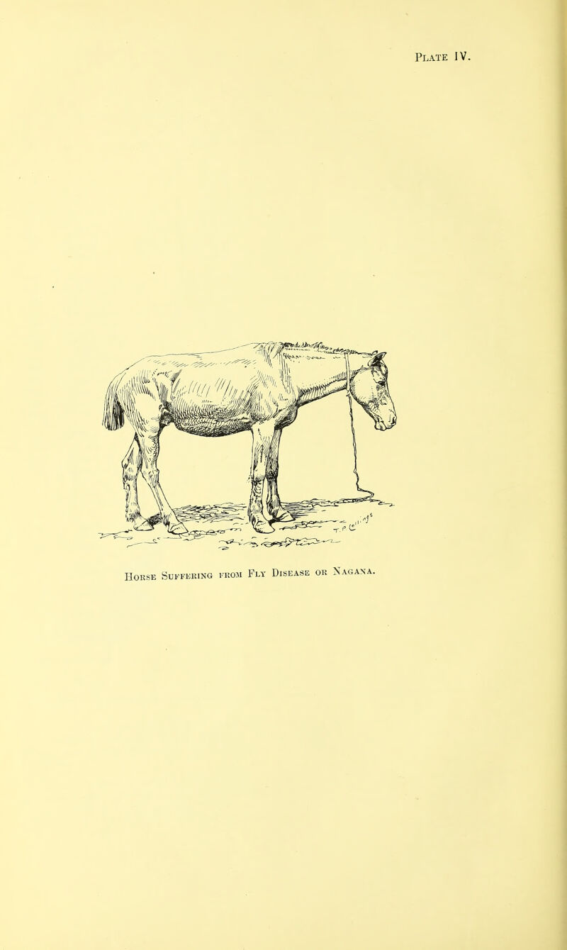 Plate IV. Horse Suffering from Fly Disease or >