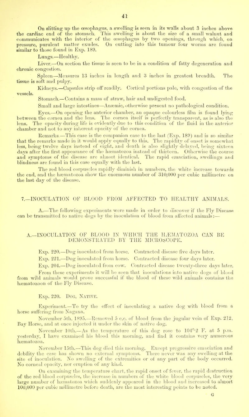 On slitting up the oesophagus, a sAvelling is seen in its walls about 3 inches above the cardiac end of the stomach. This swelling is about the size of a small walnut and communicates with the interior of the oesophagus by two openings, through which, on pressure, purulent matter exudes. On cutting into this turnour four worms are found similar to those found in Exp. 189. Lungs.—Healthy, Liver.—On section the tissue is seen to be in a condition of fatty degeneration and chronic congestion. Spleen—Measures 13 inches in length and 3 inches in greatest breadth. The tissue is soft and pulpy. Kidneys.—Capsules strip off readily. Cortical portions pale, with congestion of the vessels. Stomach.—Contains a mass of straw, hair and undigested food. Small and large intestines—Anaemic,.otherwise present no pathological condition. Eyes.—On opening the anterior chamber, an opaque colourless film is found lying between the cornea and the lens. The cornea itself is perfectly transparent, as is also the lens. The opacity during life is evidently due to this condition of the fluid in the anterior chamber and not to any inherent opacity of the cornea. Remarks.—This case is the companion case to the last (Exp. 189) and is so similar that the remarks made in it would apply equally to this. The rapidity of onset is somewhat less, being twelve days instead of eight, and death is also slightly delayed, being sixteen days after the first appearance of the hsematozoa instead of thirteen. Otherwise the course and symptoms of the disease are almost identical. The rapid emaciation, swellings and blindness are found in this case equally with the last. The red blood corpuscles rapidly dimmish in numbers, the white increase towards the end, and the hsematozoa show the enormous number of 310,000 per cubic millimetre ou the last day of the disease. 7.—INOCULATION OF BLOOD FROM AFFECTED TO HEALTHY ANIMALS. A.—The following experiments were made in order to discover if the Fly Disease can be transmitted to native dogs by the inoculation of blood from affected animals:— A.—INOCULATION OF BLOOD IN WHICH THE HvEMATOZOA CAN BE DEMONSTRATED BY THE MICROSCOPE. Exp. 220.—Dog inoculated from horse. Contracted disease five days later. Exp. 221.—Dog inoculated from horse. Contracted disease four days later. Exp. 204.—Dog inoculated from cow. Contracted disease twenty-three days later. From these experiments it will be seen that inoculations into native dogs of blood from wild animals would prove successful if the blood of these wild animals contains the hamiatozoon of the Fly Disease. Exp. 220. Dog, Native. Experiment.—To try the effect of inoculating a native dog with blood from a horse suffering from Nagana. November 5th, 1895.—Removed 5 c.c. of blood from the jugular vein of Exp. 212, Bay Horse, and at once injected it under the skin of native dog. November 10th.—As the temperature of this dog rose to 104o,2 F. at 5 p.m. yesterday, I have examined his blood this morning, and find it contains very numerous iuematozoa. November loth.—- This dog died this morning. Except progressive emaciation and debility the case has shown no external symptoms. There never was any swelling at the site of inoculation. No swelling of the extremities or of any part of the body occurred. No corneal opacity, nor eruption of any kind. On examining the temperature chart, the rapid onset of fever, the rapid destruction of the red blood corpuscles, the increase in numbers of the white blood corpuscles, the very large number of Iuematozoa which suddenly appeared in the blood, and increased to almost 10u,009 per cubic millimetre before death, are the most interesting points to be noted. G