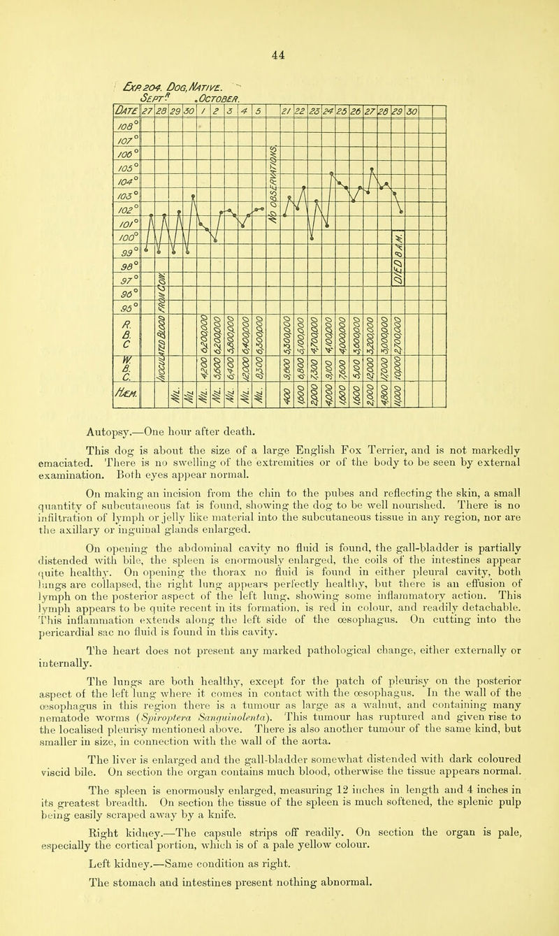 &P204. Dog, Native. Sept .October. Date 27 23 29 30 2 4 5 2/ 82 25 24 25 26 27 26 23 30 ;na° /UO /u/ /uu //Ti° /UU t /04° Q- 4 N I UO A tT Y \ /n?° f i-J f \ m /o/° 7 i /00° i t t t ao° 99 98° 1 o 97 4 96° 95 R. B. C l 1 S 1 1 1 1 O •o §~ § 1 1 1 ! 8 1 Ki 1 § W. B. C. f 1 § § § § ■c 1 ss § Q 8 Q 1 /fAZM. I I Q <5 ST 1 § Autopsy.—One hour after death. This dog is about the size of a large English Fox Terrier, and is not markedly emaciated. There is no swelling of the extremities or of the body to be seen by external examination. Both eyes appear normal. On making an incision from the chin to the pubes and reflecting the skin, a small quantity of subcutaneous fat is found, showing the dog to be well nourished. There is no infiltration of lymph or jelly like material into the subcutaneous tissue in any region, nor are the axillary or inguinal glands enlarged. On opening the abdominal cavity no fluid is found, the gall-bladder is partially distended with bile, the spleen is enormously enlarged, the coils of the intestines appear quite healthy. On opening the thorax no fluid is found in either pleural cavity, both lungs are collapsed, the right lung appears perfectly healthy, but there is an effusion of lymph on the posterior aspect of the left lung, showing some inflammatory action. This lymph appears to be quite recent in its formation, is red in colour, and readily detachable. This inflammation extends along the left side of the oesophagus. On cutting into the pericardial sac no fluid is found in this cavity. The heart does not present any marked pathological change, either externally or internally. The lungs are both healthy, except for the patch of pleurisy on the posterior aspect of the left lung where it comes in contact with the oesophagus. In the wall of the oesophagus in this region there is a tumour as large as a walnut, and containing many nematode worms (Spiroptera Sanguinolenta). This tumour has ruptured and given rise to the localised pleurisy mentioned above. There is also another tumour of the same kind, but smaller in size, in connection with the wall of the aorta. The liver is enlarged and the gall-bladder somewhat distended with dark coloured viscid bile. On section the organ contains much blood, otherwise the tissue appears normal. The spleen is enormously enlarged, measuring 12 inches in length and 4 inches in its greatest breadth. On section the tissue of the spleen is much softened, the splenic pulp being easily scraped away by a knife. Right kidney.—The capsule strips off readily. On section the organ is pale, especially the cortical portion, which is of a pale yellow colour. Left kidney.—Same condition as right. The stomach and intestines present nothing abnormal.