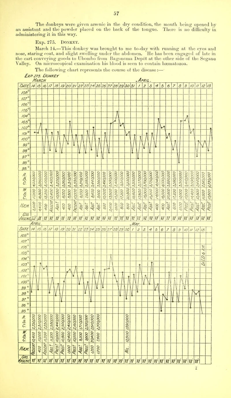 The donkeys were given arsenic in the dry condition, the month being opened by an assistant and the powder placed on the back of the tongue. There is no difficulty in administering it in this way. Exp. 275. Donkey. March 14.—This donkey was brought to me to-day with running at the eyes and nose, staring coat, and slight swelling under the abdomen. He has been engaged of late in the cart conveying goods to Ubombo from Bagonoma Depot at the other side of the Segane Valley. On microscopical examination his blood is seen to contain hgematozoa. The following chart represents the course oi the disease:— Ex/>275. Donkey March .April. Date /4 15 m 17 m 19 20 21 22 23 24 25 26 27 28 29 30 51 / 2. /OS to // 12 J3 tor tot i05 104 103 102 tor 5 too 99' i 98' 97' 95' 95 R. B. C. W. B. C. S3 0 /iAZM. diiSEMt E wwwwwwww W WWW WW w w w .May. Date (4 15 108l 16 17 18 19 20 2! 22 23 24 25 26 27 28 29 50 I 2 /O // 12 13 /07 106 105 104 103 102 101 too 99 97 ft H ti 95 w\w WWWWWWWWWWWWWWWW WW www www www
