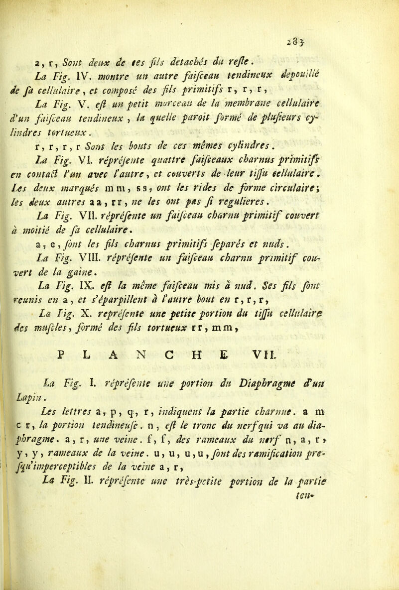 a, r, Sojn deux de tes fils détachés du rejîe. La Fig. IV. montre un autre faifceau tendineux dépouillé d^ fa cellulaire , et composé des fils primitifs r, r, r , La Fig, V. eft un petit morceau de la membrane cellulaire, d'un faifceau tendineux , la quelle paroit firmé de plufkurs cy- lindres tortueux. • ■ r, r, r, r Sont les bouts de ces mêmes cylindres, La Fig. VI. répréjente quattre faifieaux charnus primitifs en contaâ l'un avec tautre t et couverts de leur tiffu eellulaire, Les dsux marqués mm, ss? ont les rides de forme circulaire\ les deux autres ^z^-, tt -, ne les ont pas fî régulières. La Fig. Vli. répréjente un faifceau charnu primitif couvert à moitié de fa cellulaire, a, e , font les fils charnus primitifs feparés et nuds. La Fig. Vni. répréfente un faifceau charnu primitif cou-s- vert de la gaine, La Fig. IX. ejî h même faifceau mis a nud, Ses fils font réunis en z-, et s'éparpillent à l'autre bout en r, r, r, La Fig. X. répréfente une petite portion du tiffu cellulaire des muftles, formé des fils tortueux r r, mm, PLANCHE VîL La Fig. I. répréfente une portion du Diaphragme d'un Lapin. Les lettres a, p, r, indiquent la partie charnue, a m c r, la portion tendineufe. n , eft le tronc du nerf qui va au dia- pbragme. a, r, une veine, f7 f, des rameaux du nerf n, a, y, y, rameaux de la veine. u, u, u, u , font des ramification pre- f(£u imperceptibles de la veine a, r, La Fig. IL répréfeîïte une très-petite portion de la partie