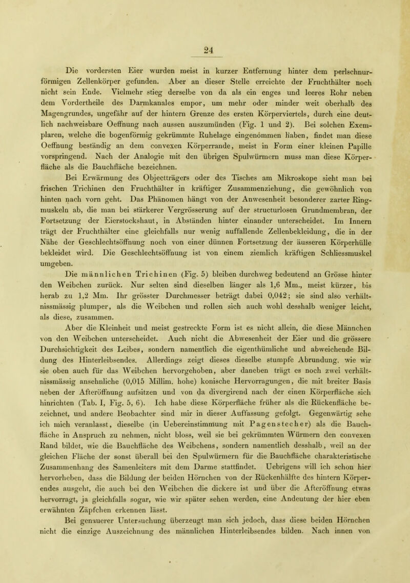 Die vordersten Eier wurden raeist in kurzer Entfernung hinter dem perlschnur- förmigen Zellenkörper gefunden. Aber an dieser Stelle erreichte der Fruchthälter noch nicht sein Ende. Vielmehr stieg derselbe von da als ein enges und leeres Rohr neben dem Vordertheile des Darmkanales empor, um mehr oder minder weit oberhalb des Magengrundes, ungefähr auf der hintern Grenze des ersten Körperviertels, durch eine deut- lich nachweisbare OefFnung nach aussen auszumünden (Fig. 1 und 2). Bei solchen Exem- plaren, welche die bogenförmig gekrümmte Ruhelage eingenommen Haben, findet man diese OefFnung beständig an dem convesen Körperrande, meist in Form einer kleinen Papille vorspringend. Nach der Analogie mit den übrigen Spulwürmern muss man diese Körper- fläche als die Bauchfläche bezeichnen. Bei Erwärmung des Objectträgers oder des Tisches am Mikroskope sieht man bei frischen Trichinen den Fruchthälter in kräftiger Zusammenziehung, die gewöhnlich von hinten nach vorn geht. Das Phänomen hängt von der Anwesenheit besonderer zarter Ring- muskeln ab, die man bei stärkerer Vergrösserung auf der structurlosen Grundmembran, der Fortsetzung der Eierstockshaut, in Abständen hinter einander unterscheidet. Im Innern trägt der Fruchthälter eine gleichfalls nur wenig auffallende Zellenbekleidung, die in der Nähe der GeschlechtsöfFnung noch von einer dünnen Fortsetzung der äusseren Körperhülle bekleidet wird. Die Geschlechtsöffhung ist von einem ziemlich kräftigen Schliessmuskel umgeben. Die männlichen Trichinen (Fig. 5) bleiben durchweg bedeutend an Grösse hinter den Weibchen zurück. Nur selten sind dieselben länger als 1,6 Mm., meist kürzer, bis herab zu 1,2 Mm. Ihr grösster Durchmesser beträgt dabei 0,042; sie sind also verhält- nissmässig plumper, als die Weibchen und rollen sich auch wohl desshalb weniger leicht, als diese, zusammen. Aber die Kleinheit und meist gestreckte Form ist es nicht allein, die diese Männchen von den Weibchen unterscheidet. Auch nicht die Abwesenheit der Eier und die grössere Durchsichtigkeit des Leibes, sondern namentlich die eigenthümliche und abweichende Bil- dung des Hinterleibsendes. Allerdings zeigt dieses dieselbe stumpfe Abrundung, wie wir sie oben auch für das Weibchen hervorgehoben, aber daneben trägt es noch zwei verhält- nissmässig ansehnliche (0,015 Millim. hohe) konische Hervorragungen, die mit breiter Basis neben der Afteröff'nung aufsitzen und von da divergirend nach der einen Körperfläche sich hinrichten (Tab. I, Fig. 5, 6). Ich habe diese Körperfläche früher als die Rückenfläche be- zeichnet, und andere Beobachter sind mir in dieser Auffassung gefolgt. Gegenwärtig sehe ich mich veranlasst, dieselbe (in Uebereinstimmung mit Pagen stech er) als die Bauch- fläche in Anspruch zu nehmen, nicht bloss, weil sie bei gekrümmten Würmern den convexen Rand bildet, wie die Bauchfläche des Weibchens, sondern namentlich desshalb, weil an der gleichen Fläche der sonst überall bei den Spulwürmern für die Bauchfläche charakteristische Zusammenhano- des Samenleiters mit dem Darme stattfindet. Uebrigens will ich schon hier hervorheben, dass die Bildung der beiden Hörnchen von der Rückenhälfte des hintern Körper- endes ausgeht, die auch bei den Weibchen die dickere ist und über die Afteröff'nung etwas hervorragt, ja gleichfalls sogar, wie wir später sehen werden, eine Andeutung der hier eben erwähnten Zäpfchen erkennen lässt. Bei genauerer Untersuchung überzeugt man sich jedoch, dass diese beiden Hörnchen nicht die einzige Auszeichnuns: des männlichen Hinterleibsendes bilden. Nach innen von