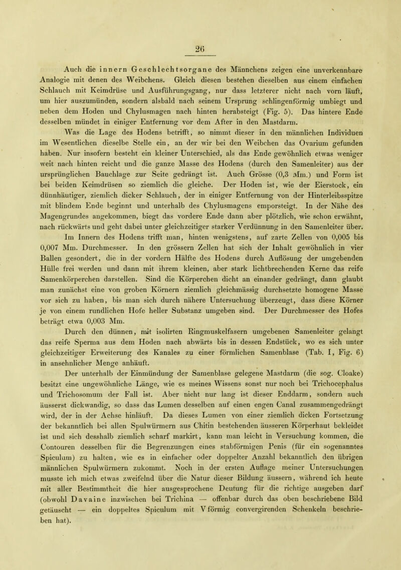 Auch die innern Geschlechtsorgane des Männchens zeigen eine unverkennbare Analogie mit denen des Weibchens. Gleich diesen bestehen dieselben aus einem einfachen Schlauch mit Keimdrüse und Ausführungsgang, nur dass letzterer nicht nach vorn läuft, um hier auszumünden, sondern alsbald nach seinem Ursprung schlingenförmig umbiegt und neben dem Hoden und Chylusmagen nach hinten herabsteigt (Fig. 5). Das hintere Ende desselben mündet in einiger Entfernung vor dem After in den Mastdarm. Was die Lage des Hodens betrifft, so nimmt dieser in den männlichen Individuen im Wesentlichen dieselbe Stelle ein, an der wir bei den Weibchen das Ovarium gefunden haben. Nur insofern besteht ein kleiner Unterschied, als das Ende gewöhnlich etwas weniger weit na(;h hinten reicht und die ganze Masse des Hodens (durch den Samenleiter) aus der ursprünglichen Bauchlage zur Seite gedrängt ist. Auch Grösse (0,3 Mm.) und Form ist bei beiden Keimdrüsen so ziemlich die gleiche. Der Hoden ist, wie der Eierstock, ein dünnhäutiger, ziemlich dicker Schlauch, der in einiger Entfernung von der Hinterleibsspitze mit blindem Ende beginnt und unterhalb des Chylusmagens emporsteigt. In der Nähe des Magengrundes angekommen, biegt das vordere Ende dann aber plötzlich, wie schon erwähnt, nach rückwärts und geht dabei unter gleichzeitiger starker Verdünnung in den Samenleiter über. Im Innern des Hodens trifft man, hinten wenigstens, auf zarte Zellen von 0,005 bis 0,007 Mm. Durchmesser. In den grössern Zellen hat sich der Inhalt gewöhnlich in vier Ballen gesondert, die in der vordem Hälfte des Hodens durch Auflösung der umgebenden Hülle frei werden und dann mit ihrem kleinen, aber stark lichtbrechenden Kerne das reife Samenkörperchen darstellen. Sind die Körperchen dicht an einander gedrängt, dann glaubt man zunächst eine von groben Körnern ziemlich gleichmässig durchsetzte homogene Masse vor sich zu haben, bis man sich durch nähere Untersuchung überzeugt, dass diese Körner je von einem rundlichen Hofe heller Substanz umgeben sind. Der Durchmesser des Hofes beträgt etwa 0,003 Mm. Durch den dünnen, mit isolirten Ringmuskelfasern umgebenen Samenleiter gelangt das reife Sperma aus dem Hoden nach abwärts bis in dessen Endstück, wo es sich unter gleichzeitiger Erweiterung des Kanales zu einer förmlichen Samenblase (Tab. I, Fig. 6) in ansehnlicher Menge anhäuft. Der unterhalb der Einmündung der Saraenblase gelegene Mastdarm (die sog. Cloake) besitzt eine ungewöhnliche Länge, wie es meines Wissens sonst nur noch bei Trichocephalus und Trichosomum der Fall ist. Aber nicht nur lang ist dieser Enddarm, sondern auch äusserst dickwandig, so dass das Lumen desselben auf einen engen Canal zusammengedrängt wird, der in der Achse hinläuft. Da dieses Lumen von einer ziemlich dicken Fortsetzung der bekanntlich bei allen Spulwürmern aus Chitin bestehenden äusseren Körperhaut bekleidet ist und sich desshalb ziemlich scharf markirt, kann man leicht in Versuchung kommen, die Contouren desselben für die Begrenzungen eines stabförmigen Penis (für ein sogenanntes Spiculum) zu halten, wie es in einfacher oder doppelter Anzahl bekanntlich den übrigen männlichen Spulwürmern zukommt. Noch in der ersten Auflage meiner Untersuchungen musste ich mich etwas zweifelnd über die Natur dieser Bildung äussern, während ich heute mit aller Bestimmtheit die hier ausgesprochene Deutung für die richtige ausgeben darf (obwohl Davaine inzwischen bei Trichina — offenbar durch das oben beschriebene Bild getäuscht — ein doppeltes Spiculum mit V förmig convergirenden Schenkeln beschrie- ben hat).