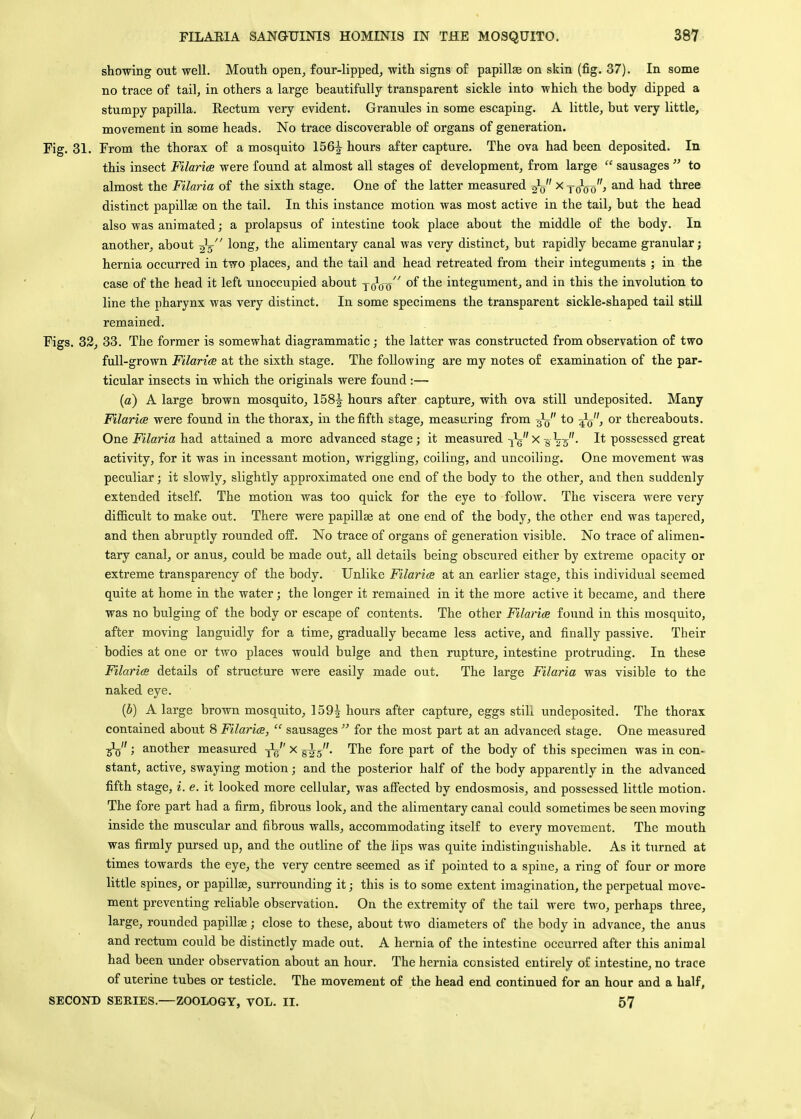 showing out well. Mouth open, four-lipped, with signs of papillae on skin (fig. 37). In some no trace of tail, in others a large beautifully transparent sickle into which the body dipped a stumpy papilla. Kectum very evident. Granules in some escaping. A little, but very little, movement in some heads. No trace discoverable of organs of generation. Fig. 31. From the thorax of a mosquito 156^ hours after capture. The ova had been deposited. In this insect Filariee were found at almost all stages of development, from large  sausages  to almost the Filaria of the sixth stage. One of the latter measured x j^qq, and had three distinct papillae on the tail. In this instance motion was most active in the tail, but the head also was animated; a prolapsus of intestine took place about the middle of the body. In another, about long, the alimentary canal was very distinct, but rapidly became granular; hernia occurred in two places, and the tail and head retreated from their integuments ; in the case of the head it left unoccupied about j0Vo °ftne integument, and in this the involution to line the pharynx was very distinct. In some specimens the transparent sickle-shaped tail still remained. Figs. 32, 33. The former is somewhat diagrammatic; the latter was constructed from observation of two full-grown Filariee at the sixth stage. The following are my notes of examination of the par- ticular insects in which the originals were found:— (a) A large brown mosquito, 158^ hours after capture, with ova still undeposited. Many Filariee were found in the thorax, in the fifth stage, measuring from to or thereabouts. One Filaria had attained a more advanced stage; it measured iV'x sW- possessed great activity, for it was in incessant motion, wriggling, coiling, and uncoiling. One movement was peculiar; it slowly, slightly approximated one end of the body to the other, and then suddenly extended itself. The motion was too quick for the eye to follow. The viscera were very difficult to make out. There were papillae at one end of the body, the other end was tapered, and then abruptly rounded off. No trace of organs of generation visible. No trace of alimen- tary canal, or anus, could be made out, all details being obscured either by extreme opacity or extreme transparency of the body. Unlike Filariee at an earlier stage, this individual seemed quite at home in the water; the longer it remained in it the more active it became, and there was no bulging of the body or escape of contents. The other Filariee found in this mosquito, after moving languidly for a time, gradually became less active, and finally passive. Their bodies at one or two places would bulge and then rupture, intestine protruding. In these Filariee details of structure were easily made out. The large Filaria was visible to the naked eye. {b) A large brown mosquito, 159| hours after capture, eggs still undeposited. The thorax contained about 8 Filariee,  sausages  for the most part at an advanced stage. One measured 3^; another measured x ^s- The fore part of the body of this specimen was in con- stant, active, swaying motion; and the posterior half of the body apparently in the advanced fifth stage, i. e. it looked more cellular, was affected by endosmosis, and possessed little motion. The fore part had a firm, fibrous look, and the alimentary canal could sometimes be seen moving inside the muscular and fibrous walls, accommodating itself to every movement. The mouth was firmly pursed up, and the outline of the lips was quite indistinguishable. As it turned at times towards the eye, the very centre seemed as if pointed to a spine, a ring of four or more little spines, or papillae, surrounding it; this is to some extent imagination, the perpetual move- ment preventing reliable observation. On the extremity of the tail were two, perhaps three, large, rounded papillae; close to these, about two diameters of the body in advance, the anus and rectum could be distinctly made out. A hernia of the intestine occurred after this animal had been under observation about an hour. The hernia consisted entirely of intestine, no trace of uterine tubes or testicle. The movement of the head end continued for an hour and a half,