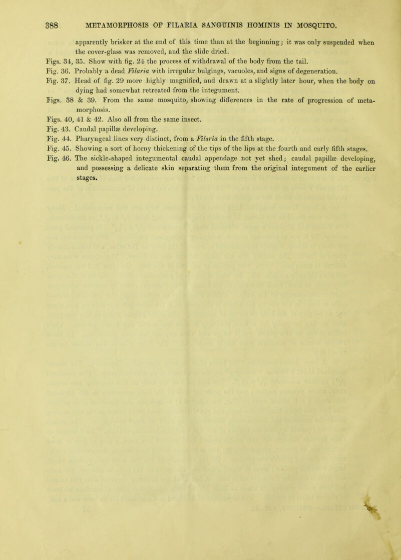 apparently brisker at the end of this time than at the beginning; it was only suspended when the cover-glass was removed, and the slide dried. Figs. 34, 35. Show with fig. 24 the process of withdrawal of the body from the tail. Fig. 36. Probably a dead Filaria with irregular bulgings, vacuoles, and signs of degeneration. Fig. 37. Head of fig. 29 more highly magnified, and drawn at a slightly later hour, when the body on dying had somewhat retreated from the integument. Jigs, 38 & 39. From the same mosquito, showing differences in the rate of progression of meta- morphosis. Figs. 40, 41 & 42. Also all from the same insect. Fig. 43. Caudal papilla? developing. Fig. 44. Pharyngeal lines very distinct, from a Filaria in the fifth stage. Fig. 45. Showing a sort of horny thickening of the tips of the lips at the fourth and early fifth stages. Fig. 46. The sickle-shaped integumental caudal appendage not yet shed; caudal papilla? developing, and possessing a delicate skin separating them from the original integument of the earlier stages. V