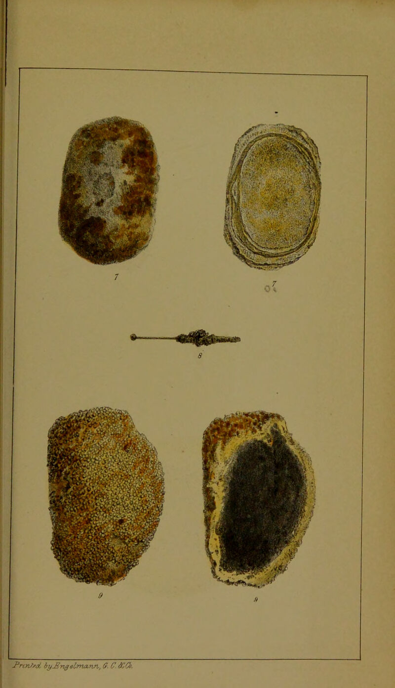 Prin/sd, byJZngelrna.nTit G. C tCCo.