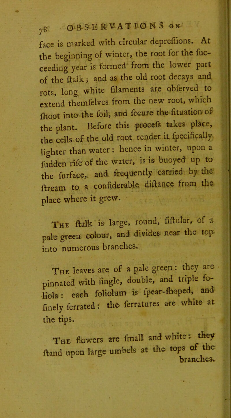 face is marked with circular deprefiions. At the beginning of winter, the root for the fuc- ceeding year is formed from the lower part of the ftalk; and as the old root decays and rots, long white filaments are obferved to extend themfelves from the new root, which {hoot into the foil, and fecure the fituation of the plant. Before this procefs takes place, the cells of the old root render it. fpecifically lighter than water: hence in winter, upon a fudden rife of the water, is is buoyed up to the furface,. and frequently carried by, the ftream to a confiderable diftance from the place where it grew. The ftalk is large, round, fiftular, of a pale green colour, and divides near the top into numerous branches. The leaves are of a pale green: they are pinnated with Angle, double, and triple fo- liola: each foliolum is fpear-fhaped,. and finely ferrated: the ferratures are white at the tips. The flowers are fmali and white they ftand upon large umbels at the tops of the branches*