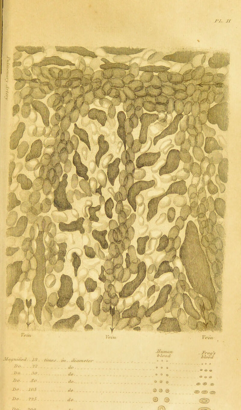 If \J/ti/n tried. 18 - hint’s - 7ii. diameter ... Jhinuin blood l)n .72 . . - do O O o Do. .30..... . • do............ 9 O o Do. rio . . . . do .... .... O O o Do. . 103 do. ... . 0 0 0 Do. ??/> - do. . . ® © Tin. ft on mm fru it ,V Itlobii <St tS> ® © ®> ® <S> ^3ramT\