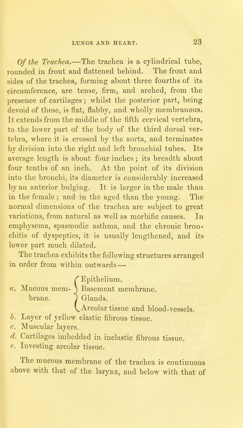 Of the Trachea.—The trachea is a cylindrical tube, rounded in front and flattened behind. The front and sides of the trachea, forming about three fourths of its circumference, are tense, firm, and arched, from the presence of cartilages; whilst the posterior part, being devoid of these, is flat, flabby, and wholly membranous. It extends from the middle of the fifth cervical vertebra, to the lower part of the body of the third dorsal ver- tebra, where it is crossed by the aorta, and terminates by division into the right and left bronchial tubes. Its average length is about four inches; its breadth about four tenths of an inch. At the point of its division into the bronchi, its diameter is considerably increased by an anterior bulging. It is larger in the male than in the female; and in the aged than the young. The normal dimensions of the trachea are subject to great variations, from natural as well as morbific causes. In emphysema, spasmodic asthma, and the chronic bron- chitis of dyspeptics, it is usually lengthened, and its lower part much dilated. The trachea exhibits the following structures arranged in order from within outwards — h. Layer of yellow elastic fibrous tissue. c. Muscular layers. d. Cartilages imbedded in inelastic fibrous tissue. e. Investing areolar tissue. The mucous membrane of the trachea is continuous above with that of the larynx, and below with that of