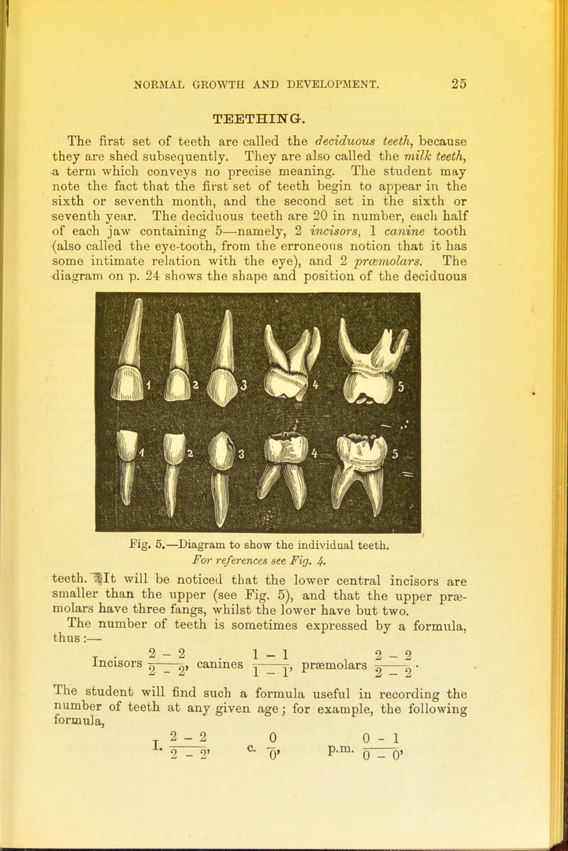 TEETHING-. The first set of teeth are called the deciduous teeth, because they are shed subsequently. They are also called the milk teeth, 3, term which conveys no precise meaning. The student may note the fact that the first set of teeth begin to appear in the sixth or seventh month, and the second set in the sixth or seventh year. The deciduous teeth are 20 in number, each half of each jaw containing 5—namely, 2 incisors, 1 canine tooth (also called the eye-tooth, from the erroneous notion that it has some intimate relation with the eye), and 2 prcemolars. The diagram on p. 24 shows the shape and position of the deciduous Fig. 5.—Diagram to show the individual teeth. For references see Fig. 4. teeth. ^It will be noticed that the lower central incisors are smaller than the upper (see Fig. 5), and that the upper prse- molars have three fangs, whilst the lower have but two. The number of teeth is sometimes expressed by a formula, thus :— Incisors 2-2 . 1-1 2-2 2 _ 2' canines y^j^j, praemolars g 9 • The student will find such a formula useful in recording the number of teeth at any given age; for example, the following formula, T 2 - 2 0 0 -1
